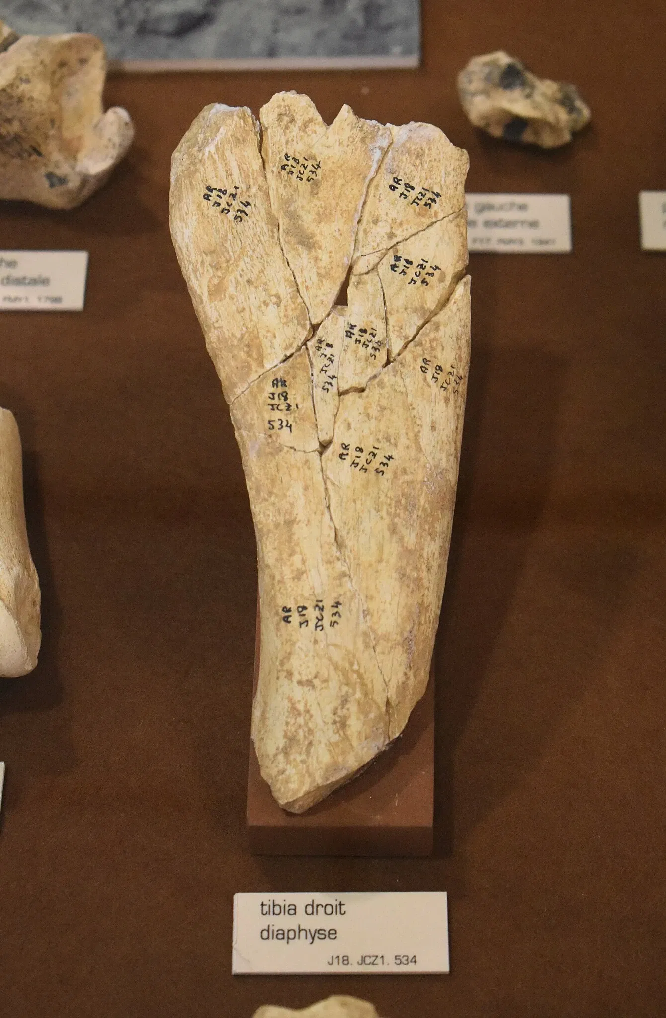 Musée de Préhistoire de Tautavel