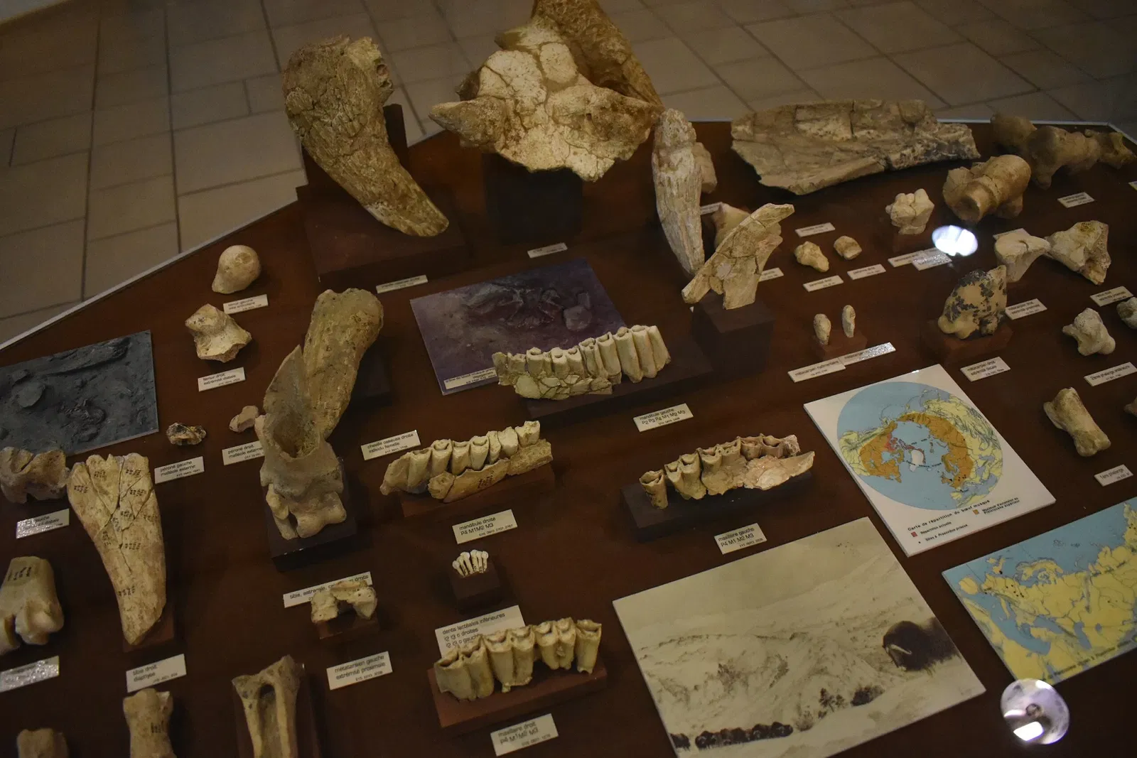 Musée de Préhistoire de Tautavel