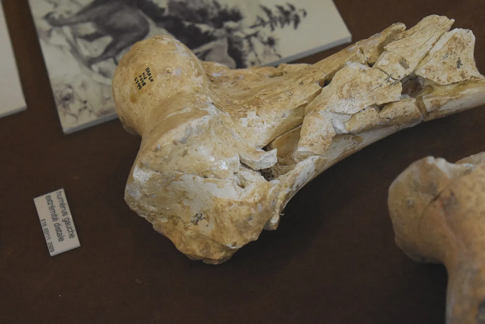 Musée de Préhistoire de Tautavel