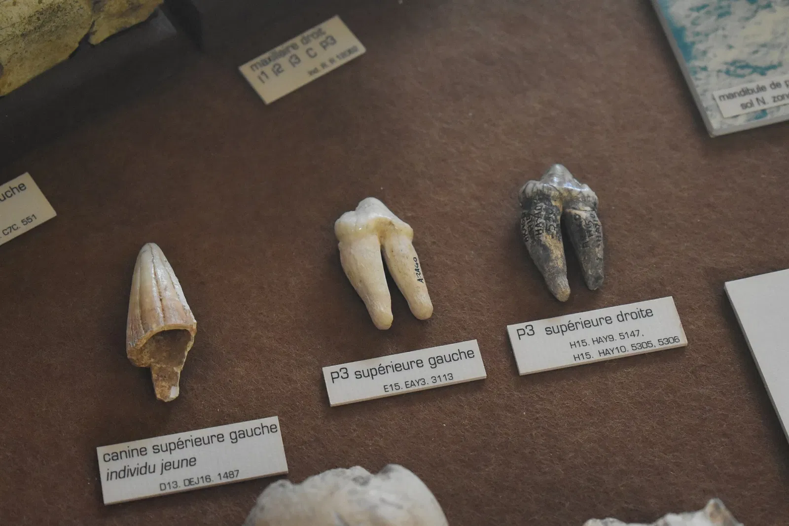 Musée de Préhistoire de Tautavel