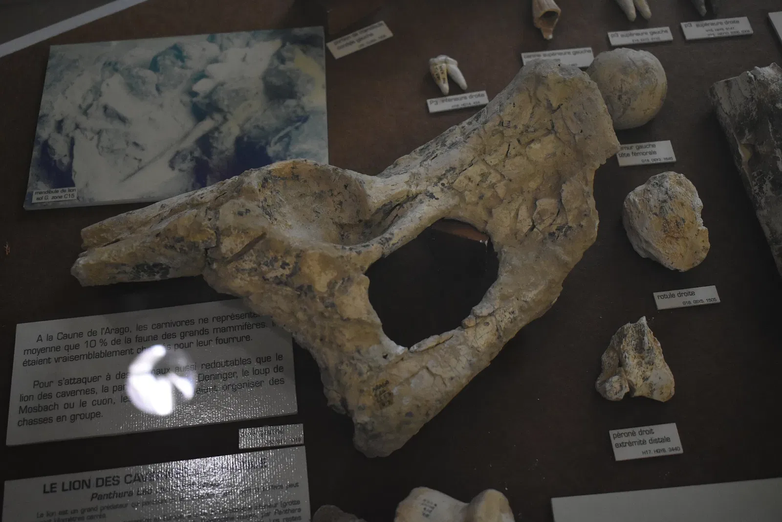 Museum of Préhistory Tautavel