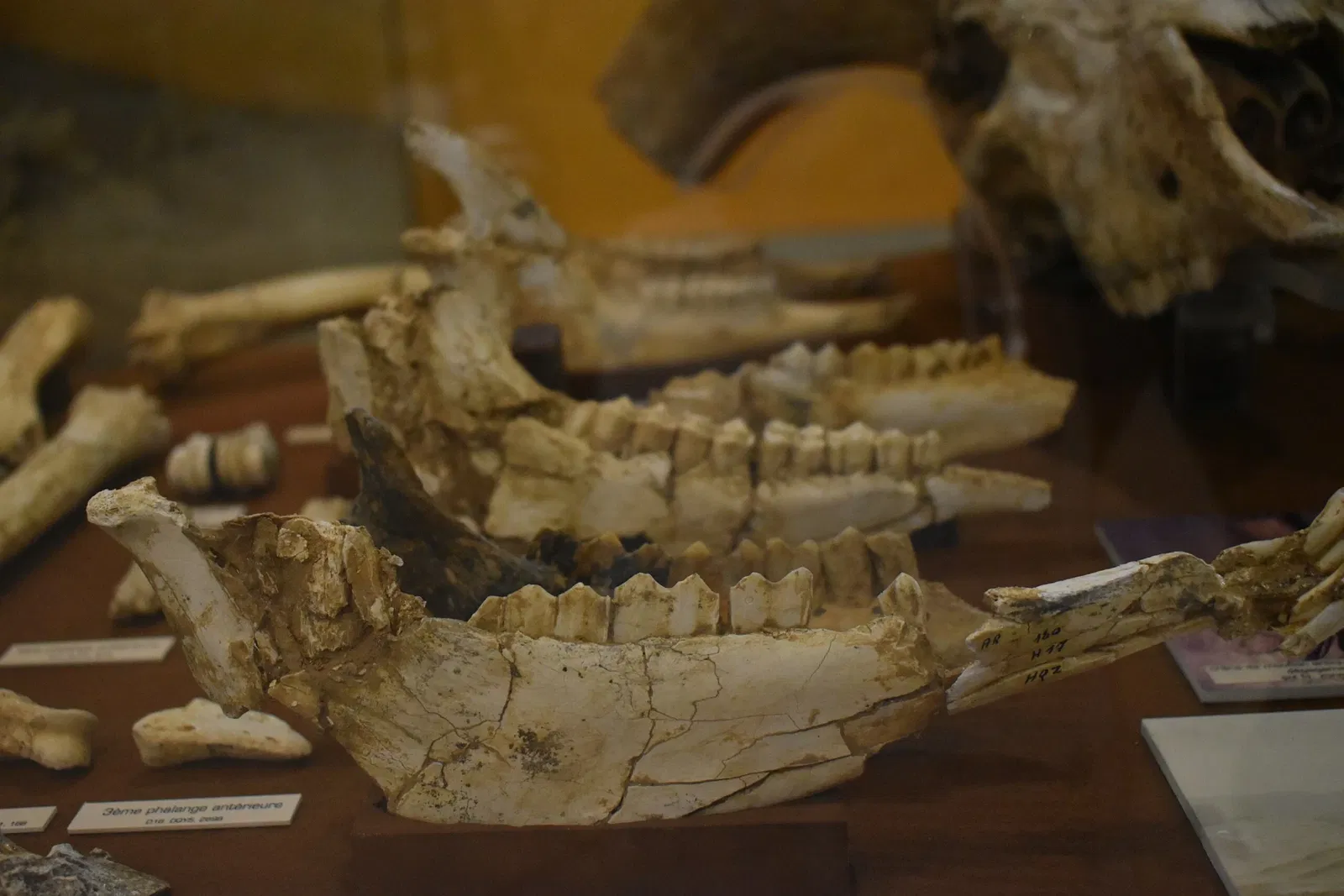 Museum of Préhistory Tautavel