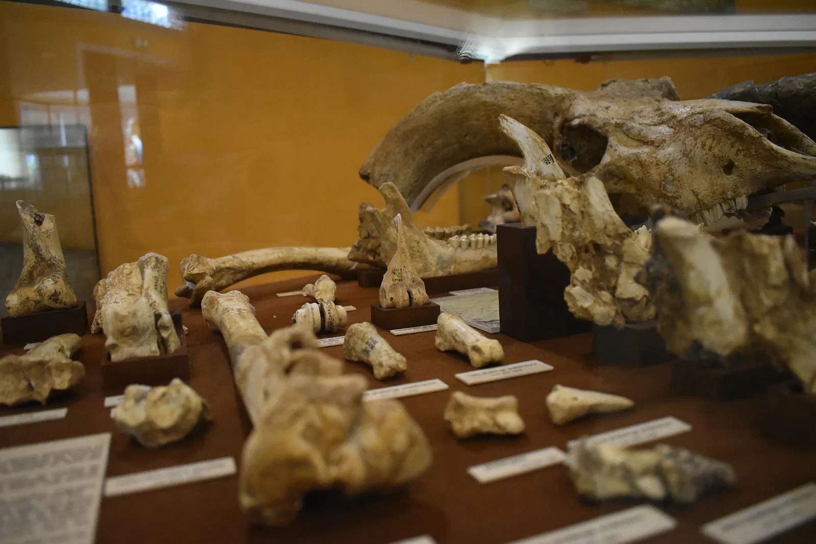 Museum of Préhistory Tautavel