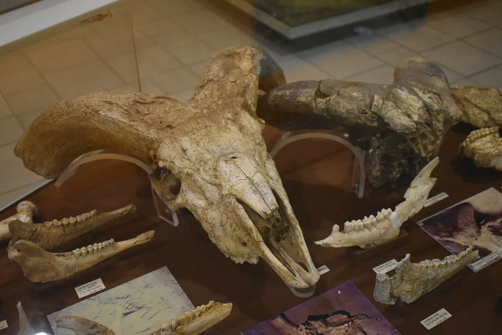 Museum of Préhistory Tautavel