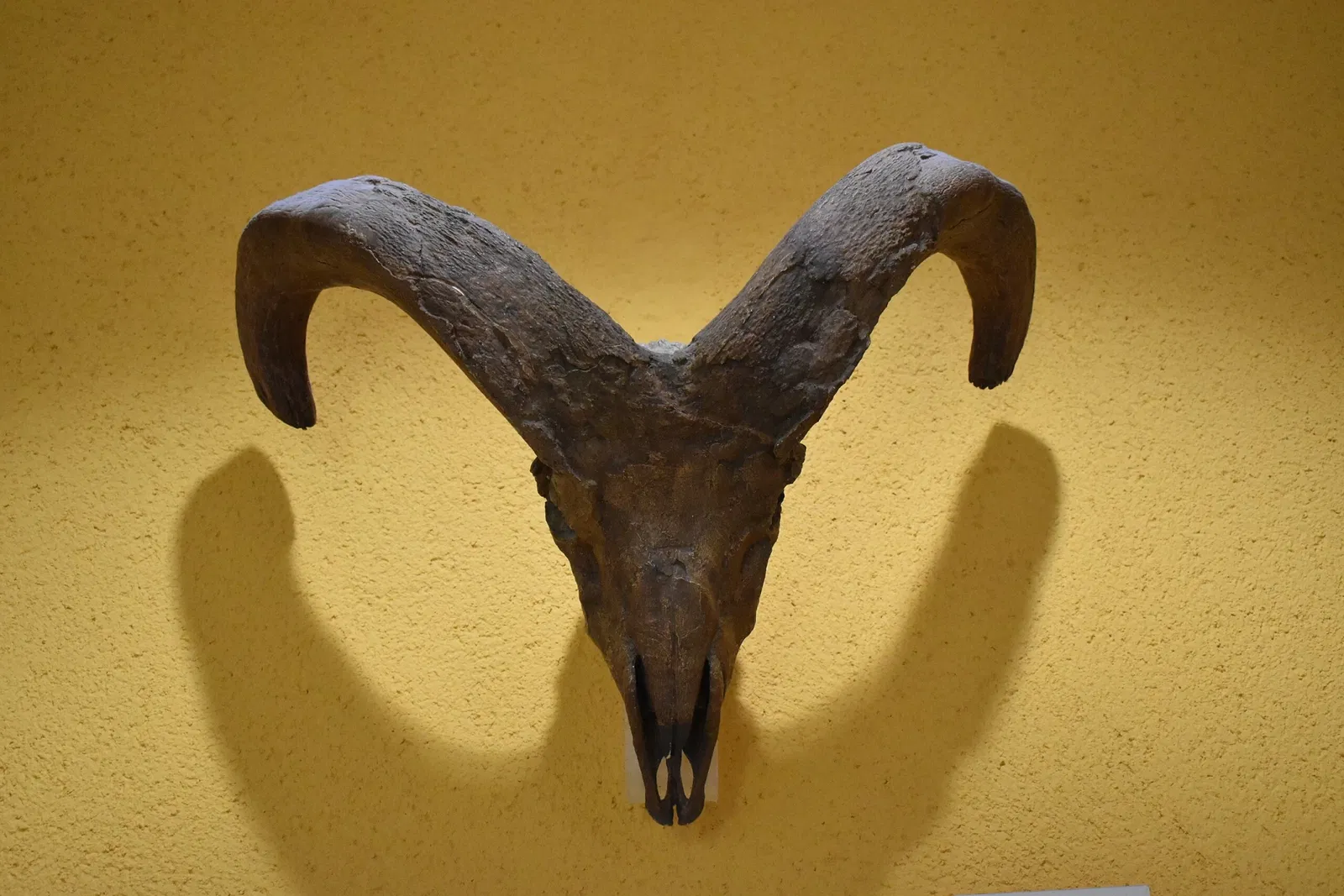 Museum of Préhistory Tautavel