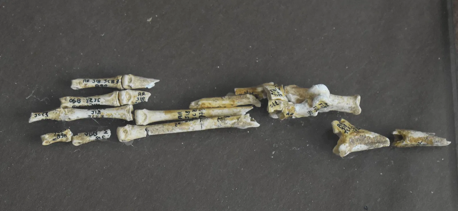 Museum of Préhistory Tautavel