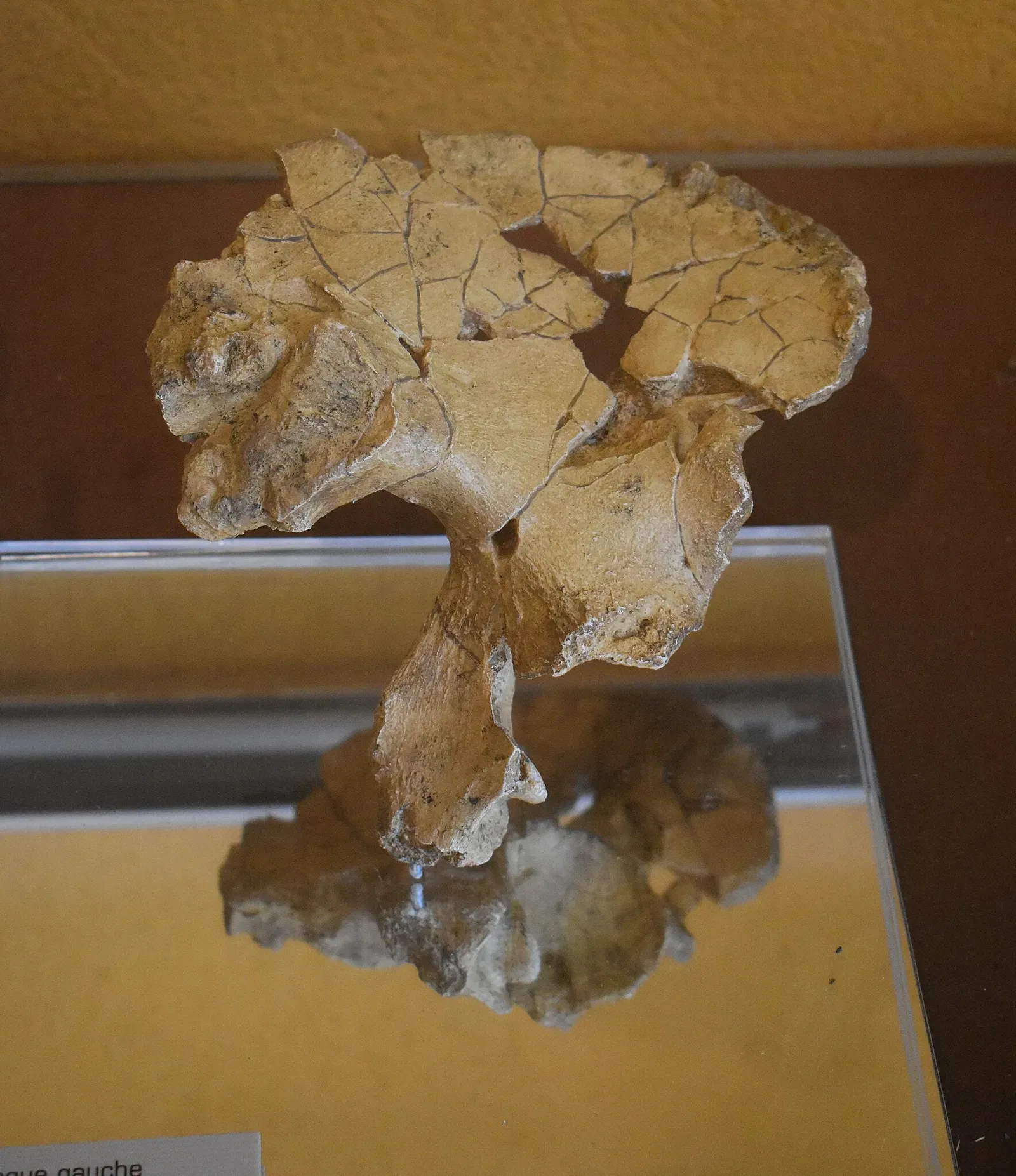 Museum of Préhistory Tautavel