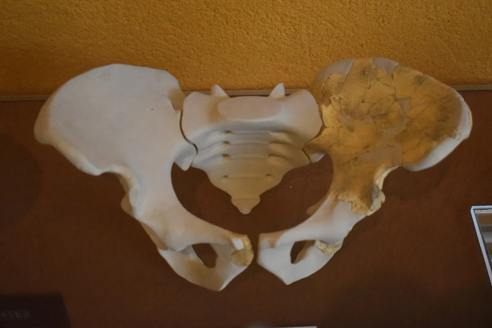 Museum of Préhistory Tautavel