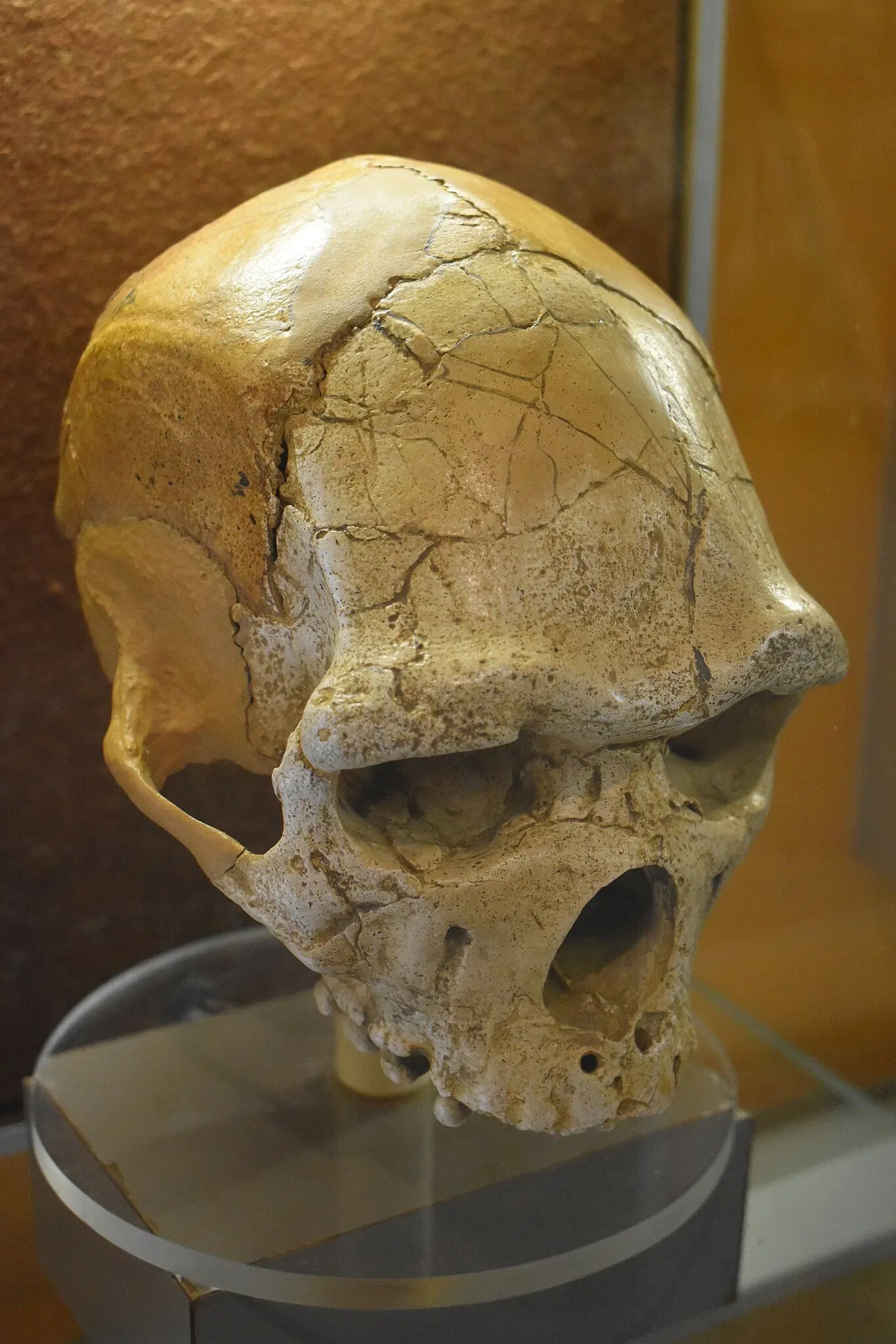 Museum of Préhistory Tautavel