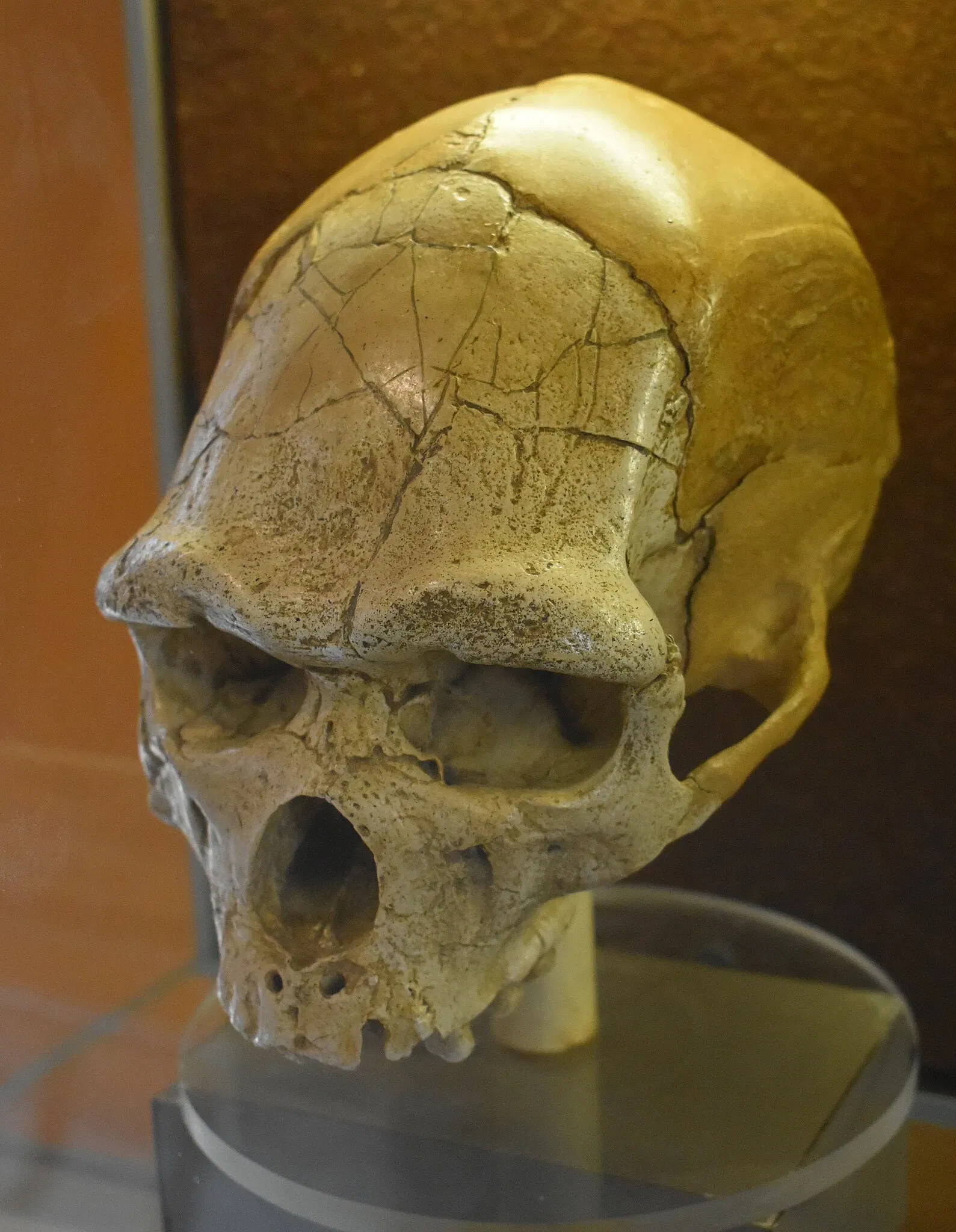 Musée de Préhistoire de Tautavel