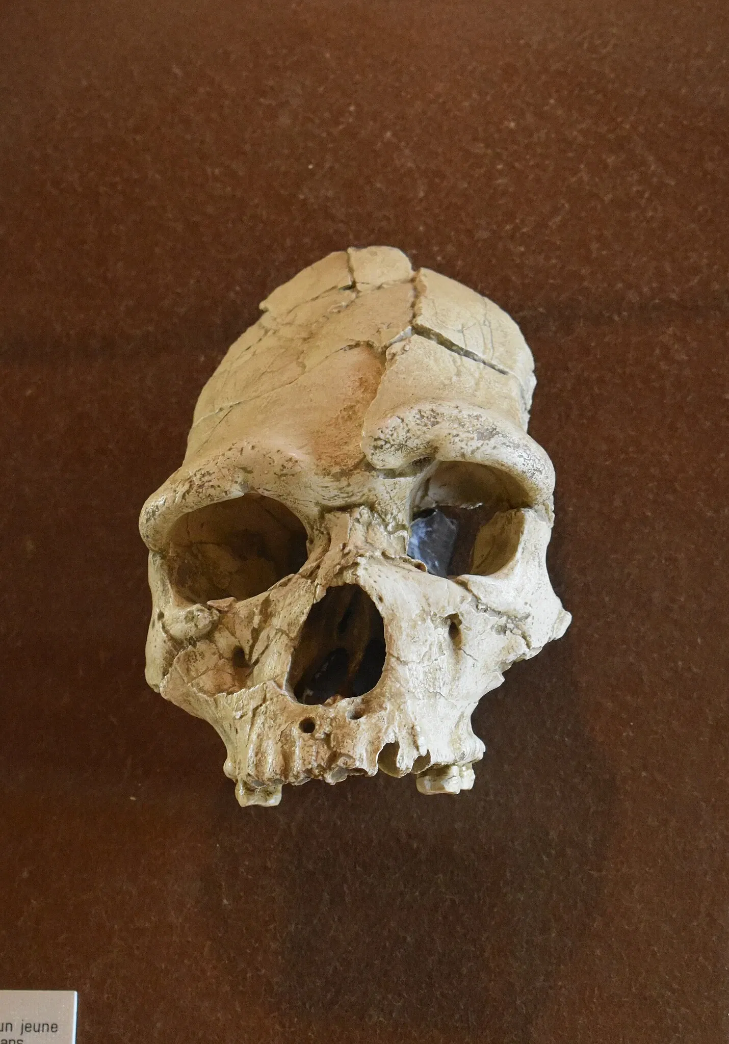 Museum of Préhistory Tautavel