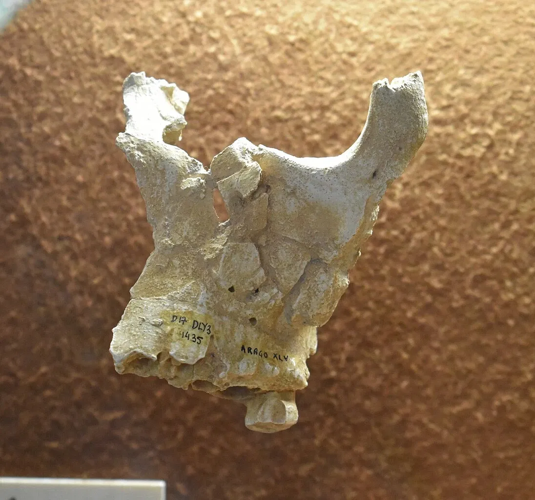 Museum of Préhistory Tautavel