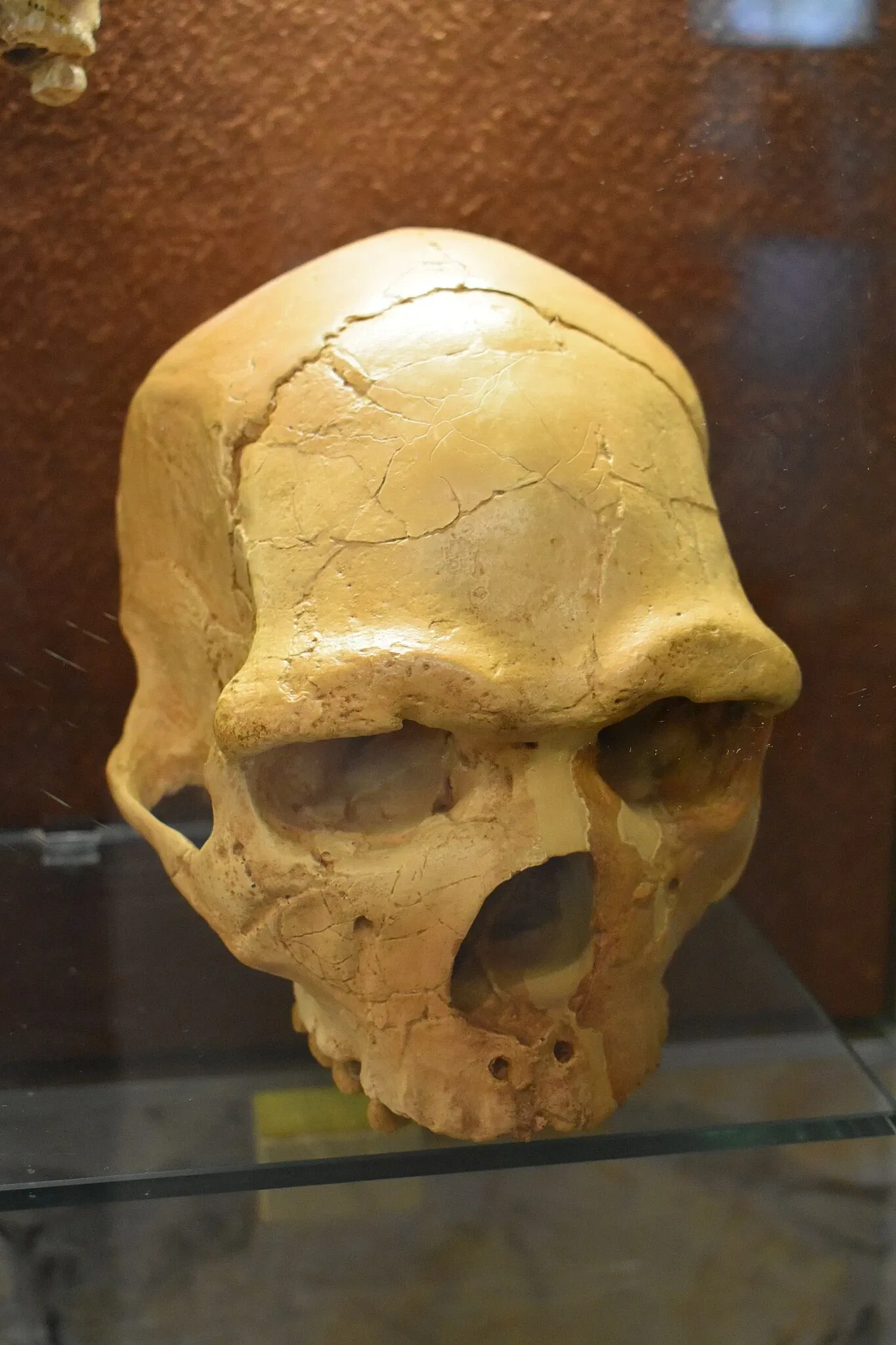 Musée de Préhistoire de Tautavel