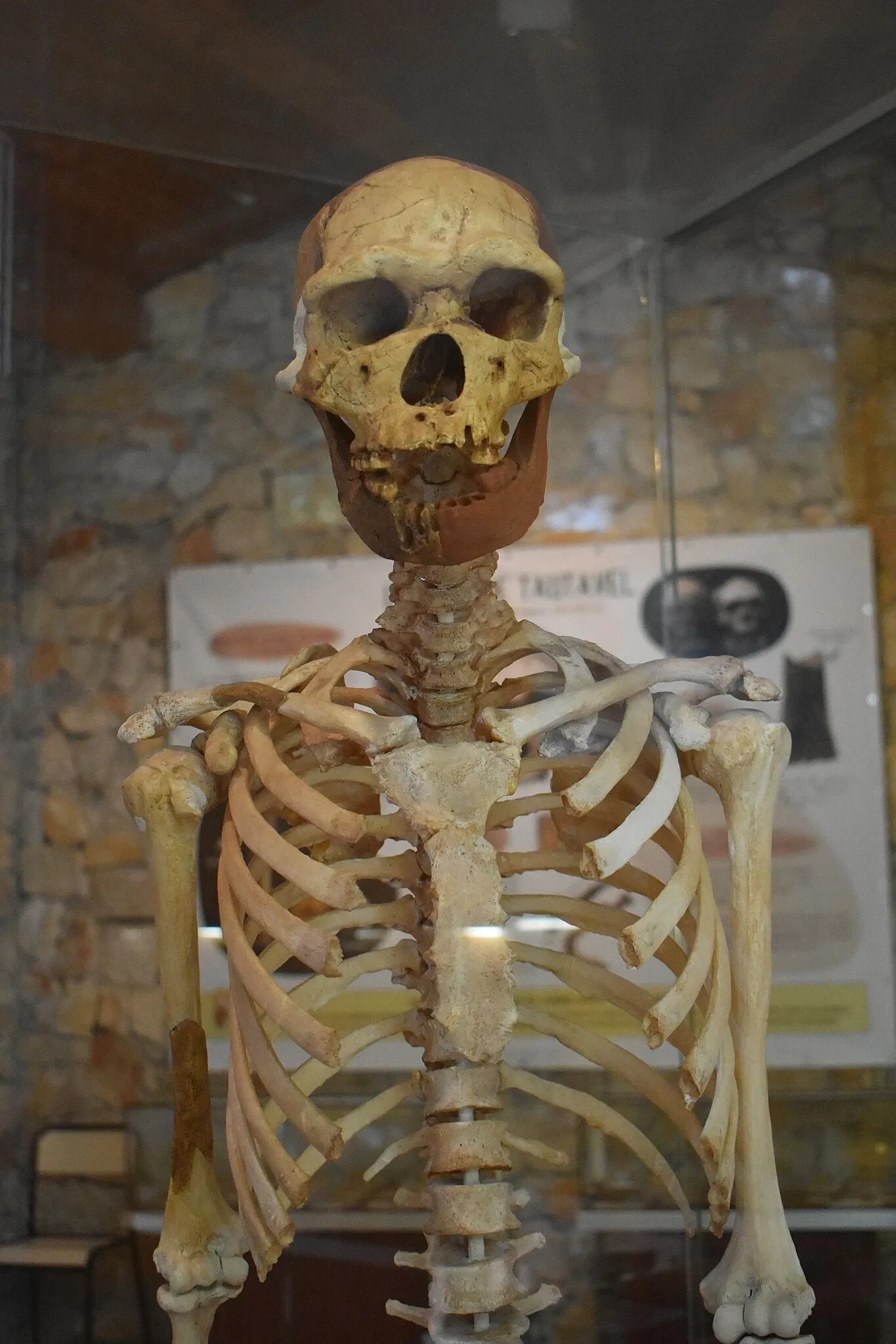 Museum of Préhistory Tautavel