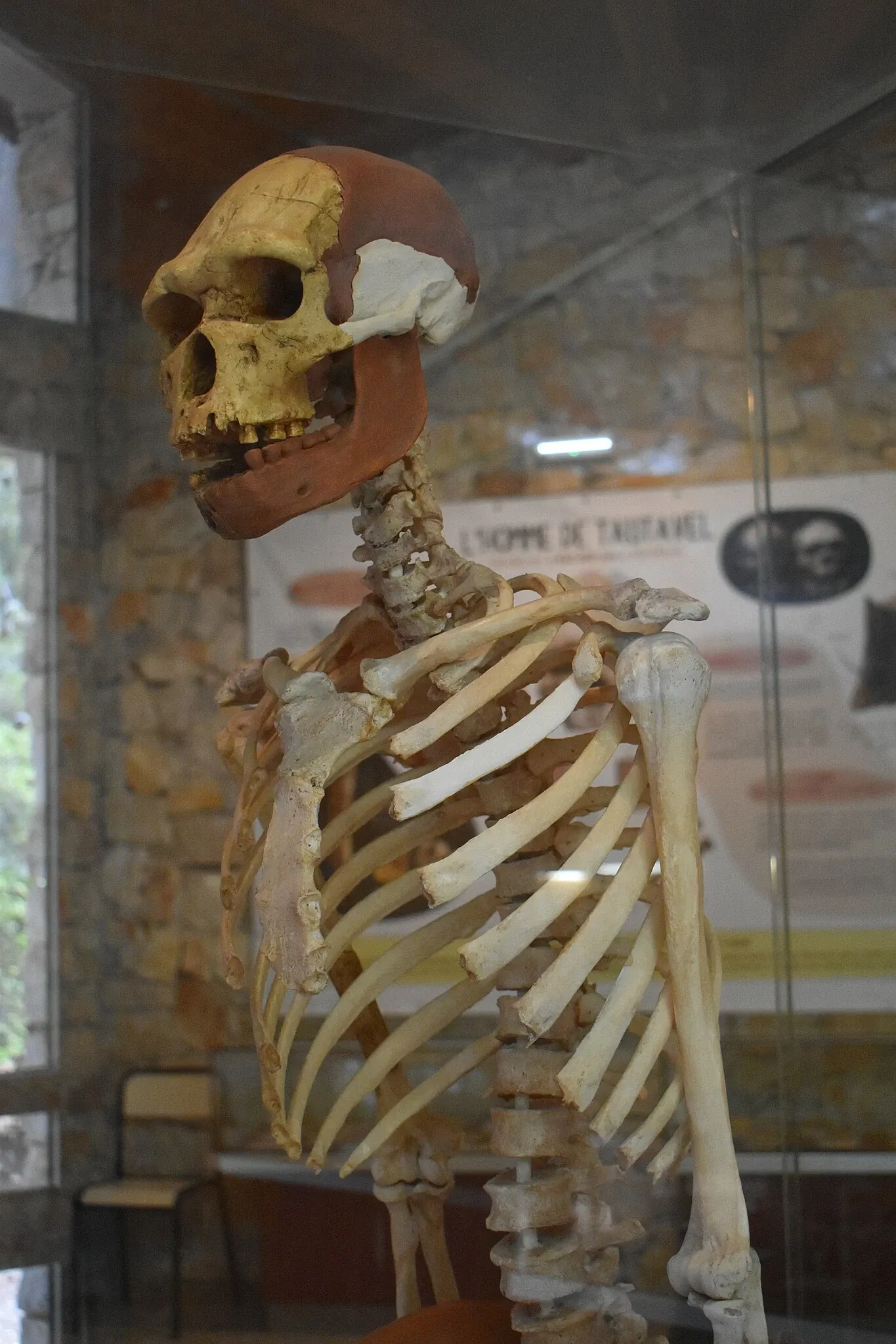 Museum of Préhistory Tautavel