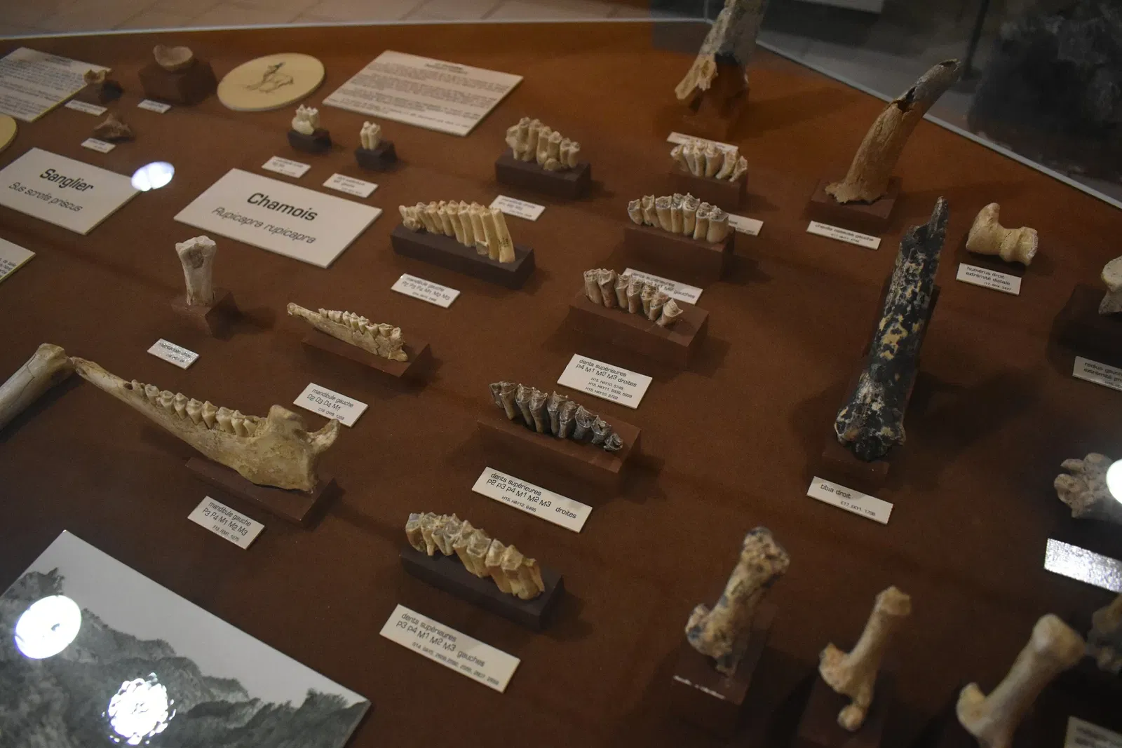 Museum of Préhistory Tautavel