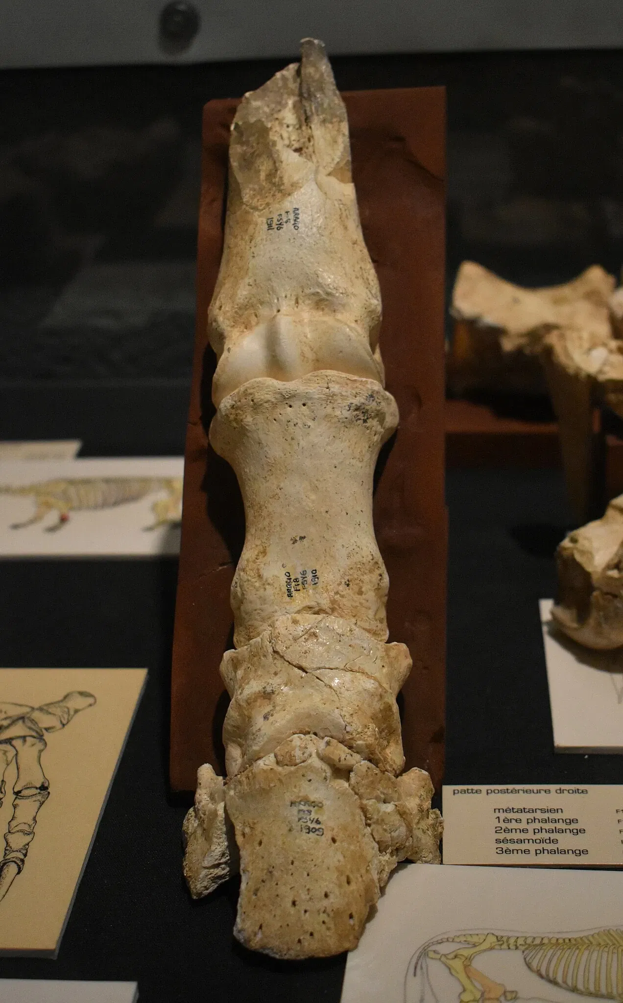 Musée de Préhistoire de Tautavel