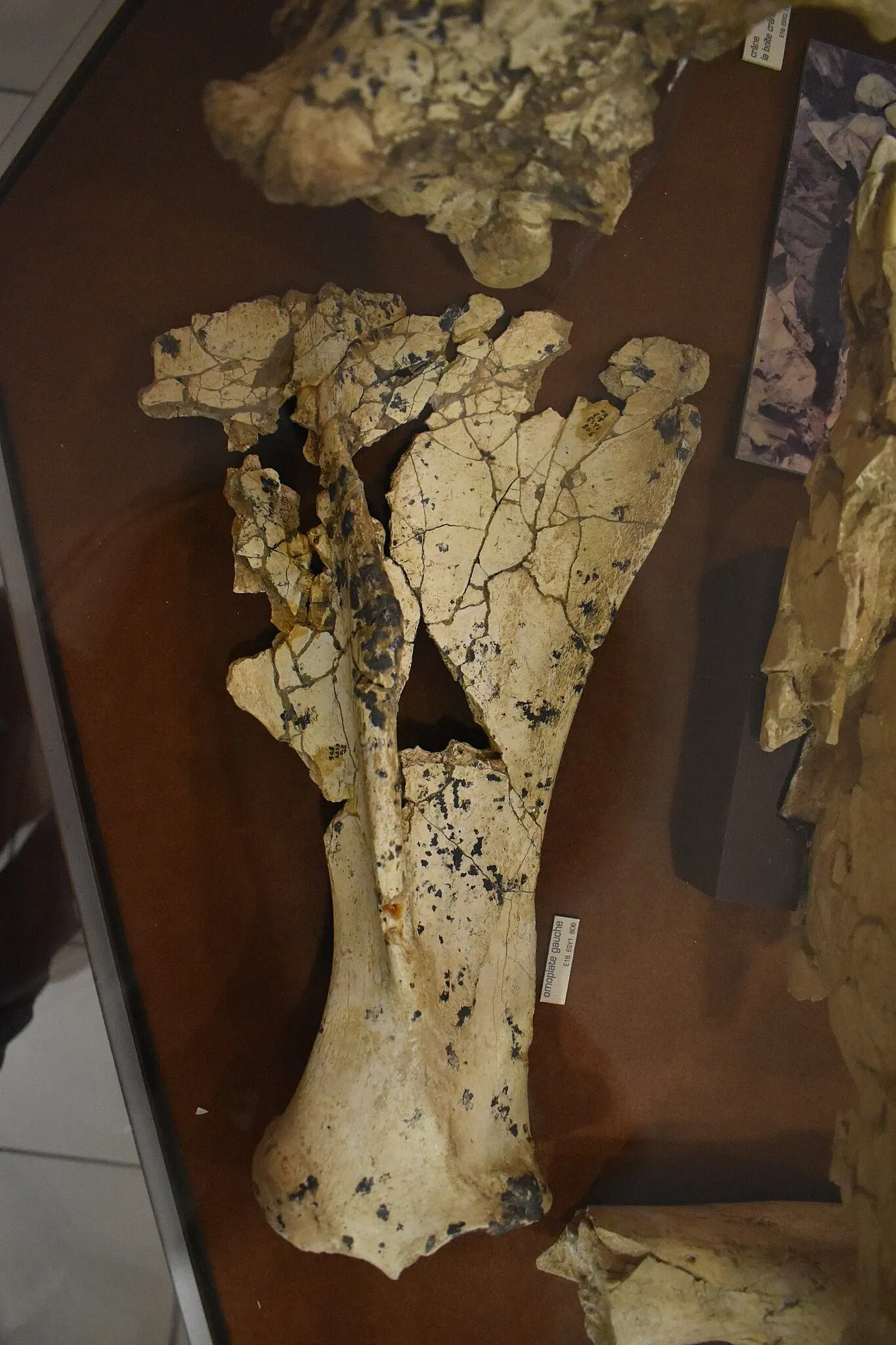 Museum of Préhistory Tautavel