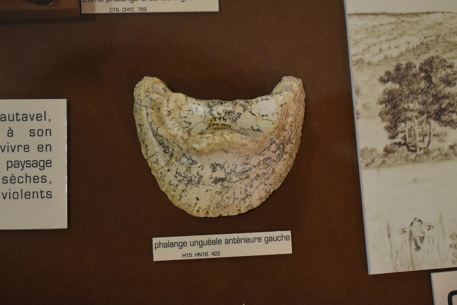 Museum of Préhistory Tautavel