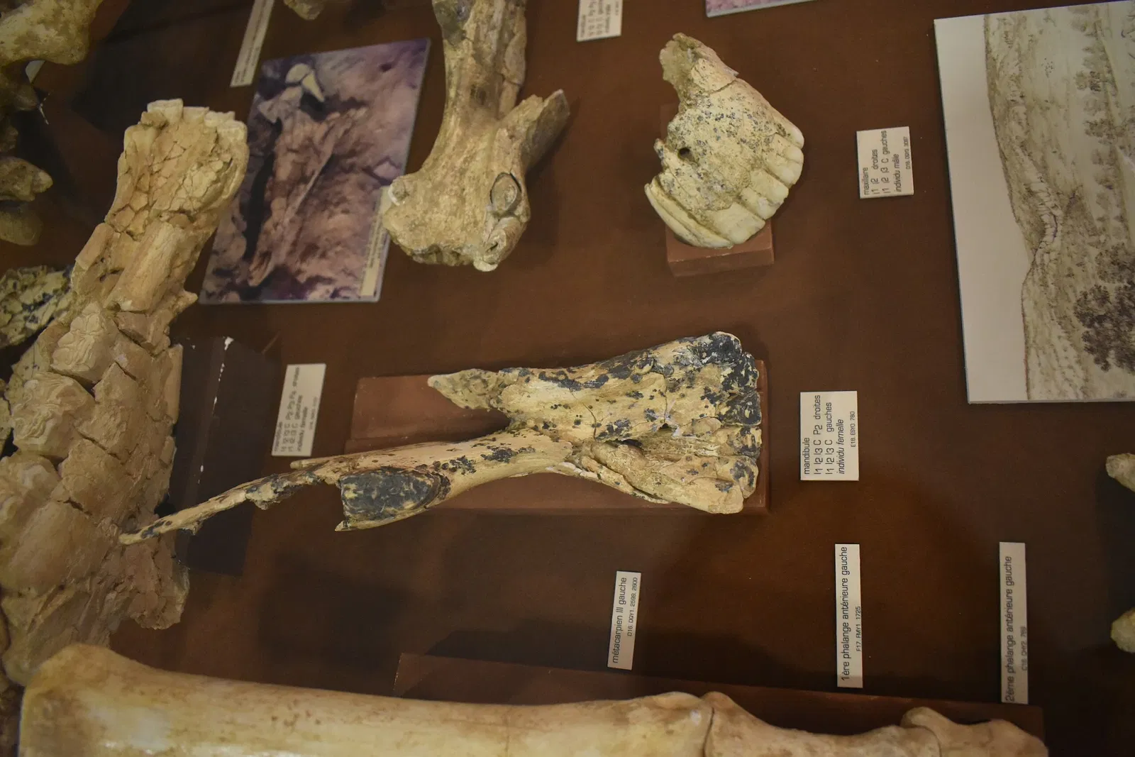 Museum of Préhistory Tautavel