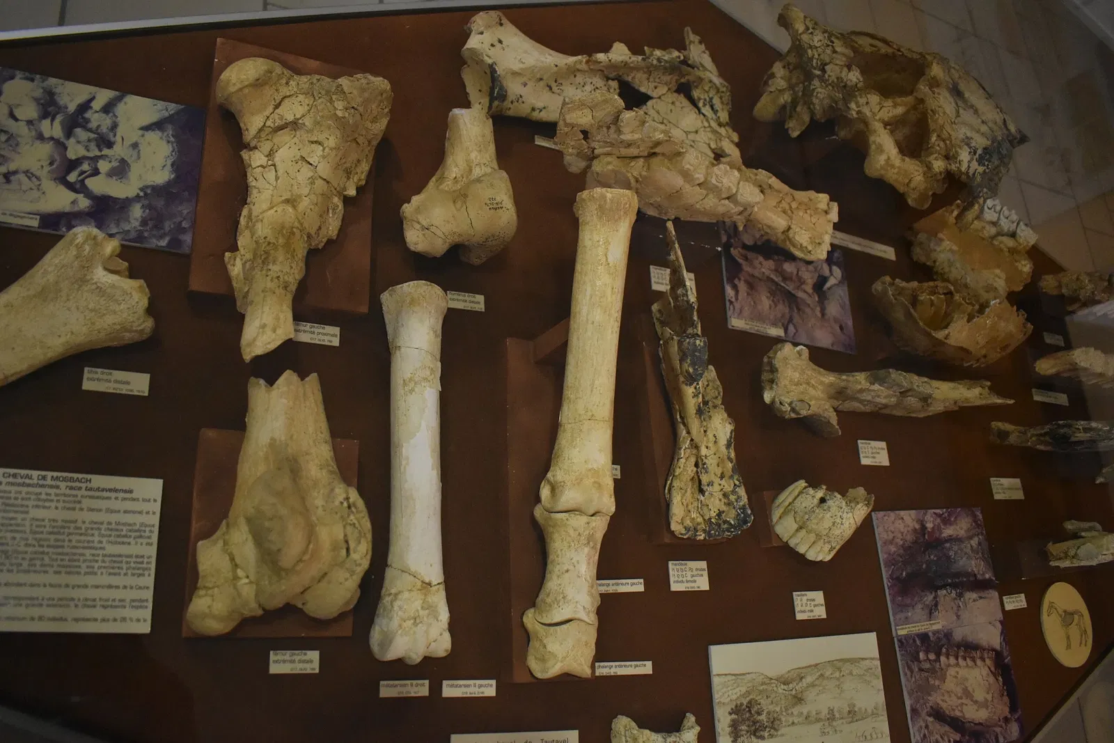 Museum of Préhistory Tautavel