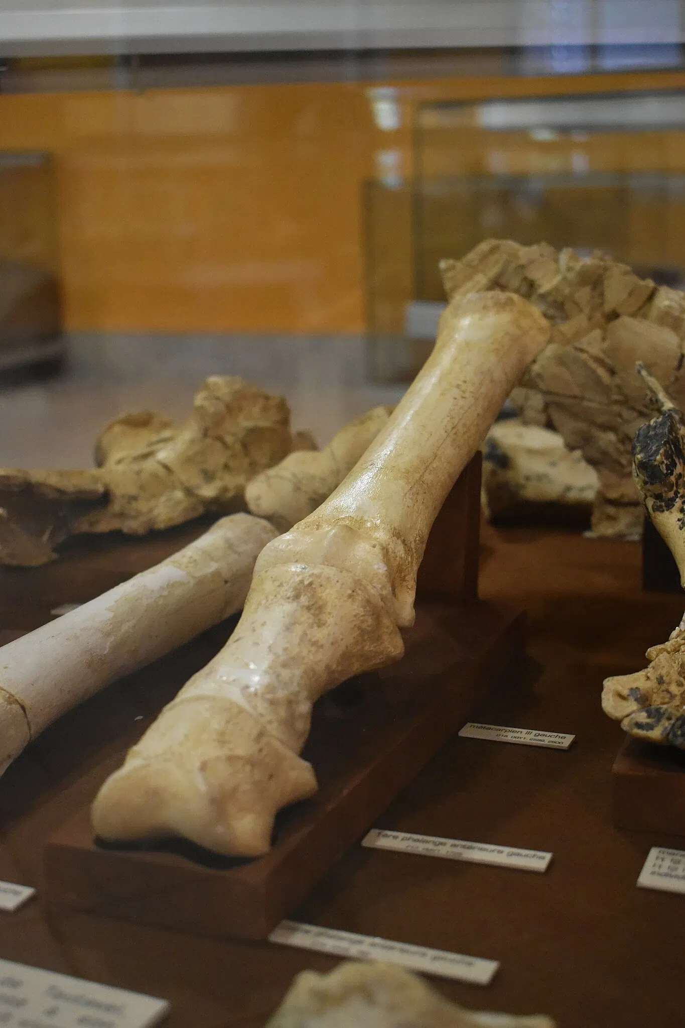 Museum of Préhistory Tautavel