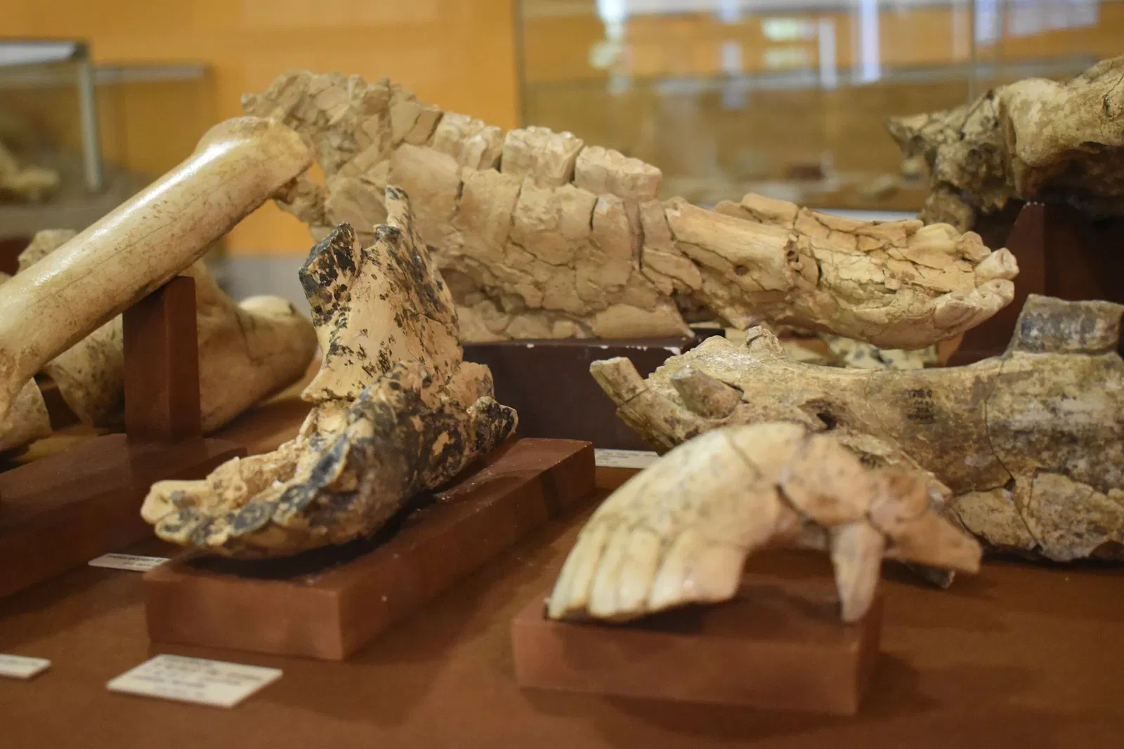 Musée de Préhistoire de Tautavel