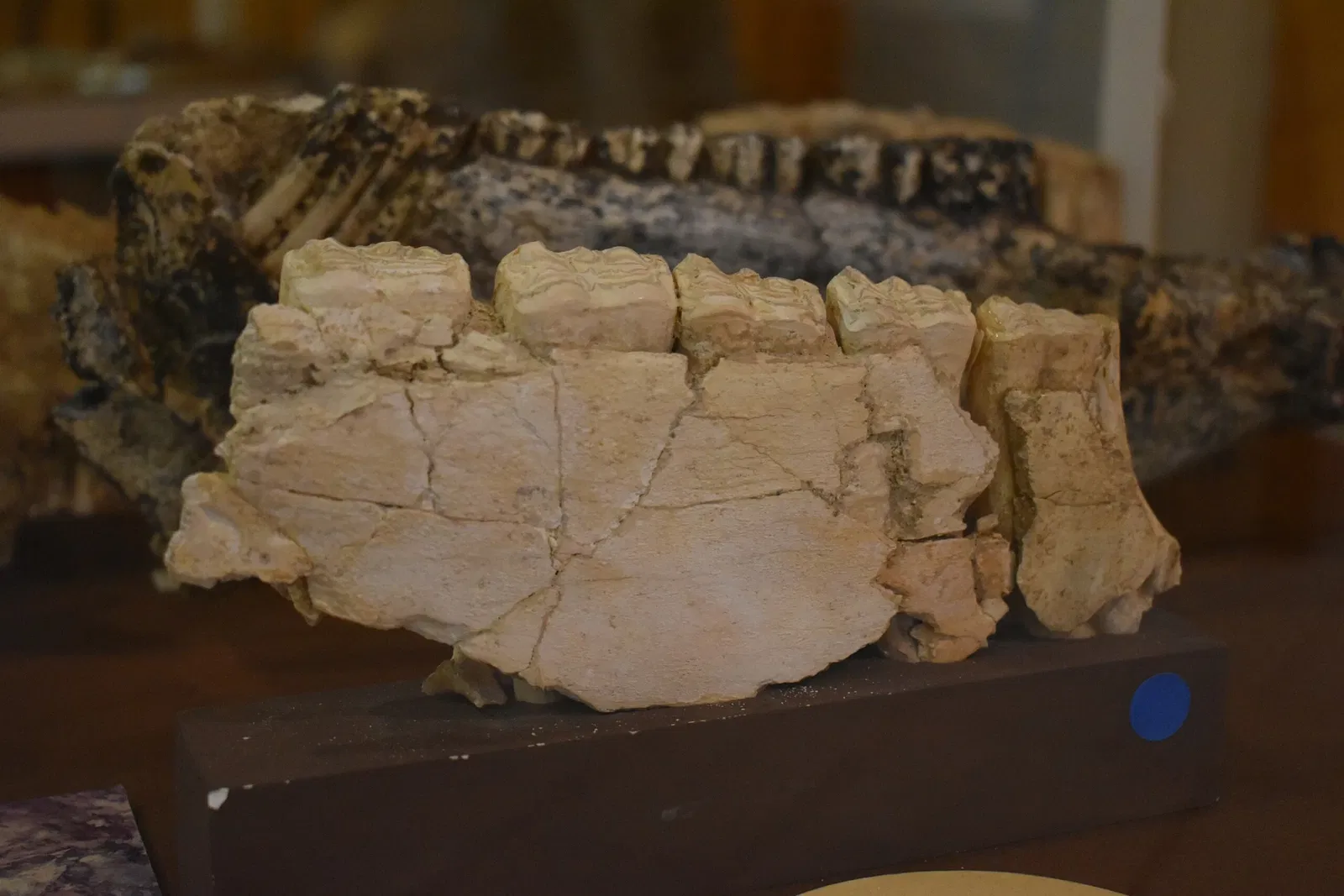 Museum of Préhistory Tautavel