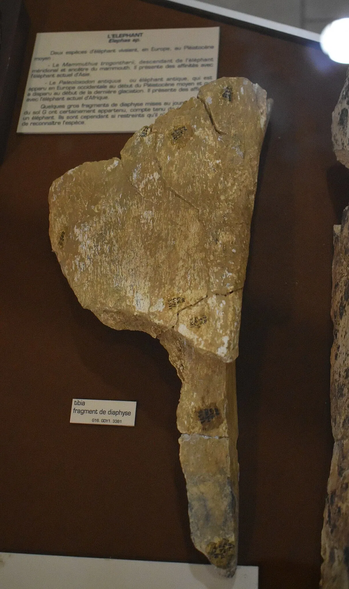 Museum of Préhistory Tautavel