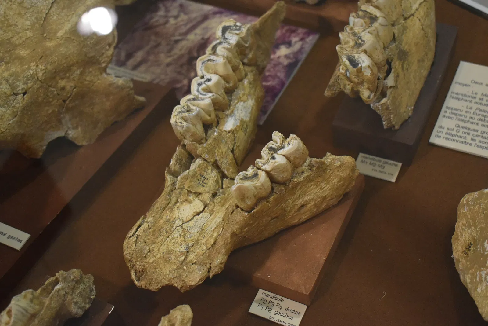 Musée de Préhistoire de Tautavel