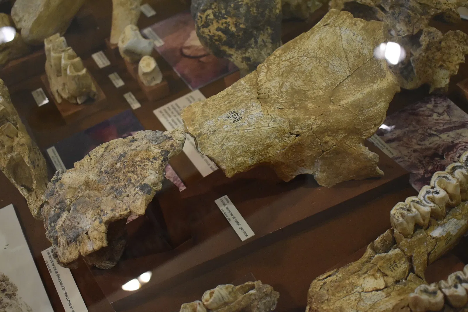 Museum of Préhistory Tautavel