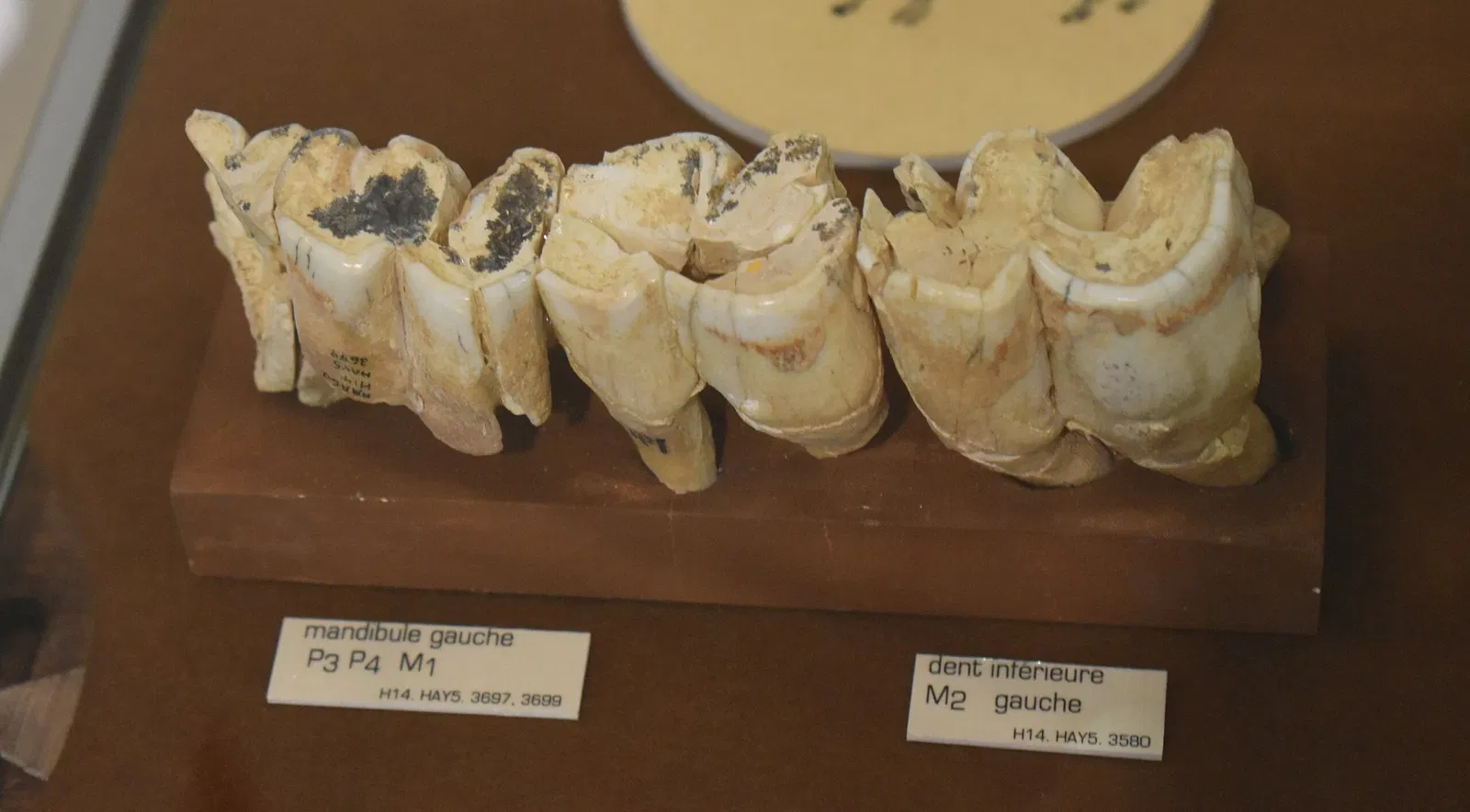 Museum of Préhistory Tautavel