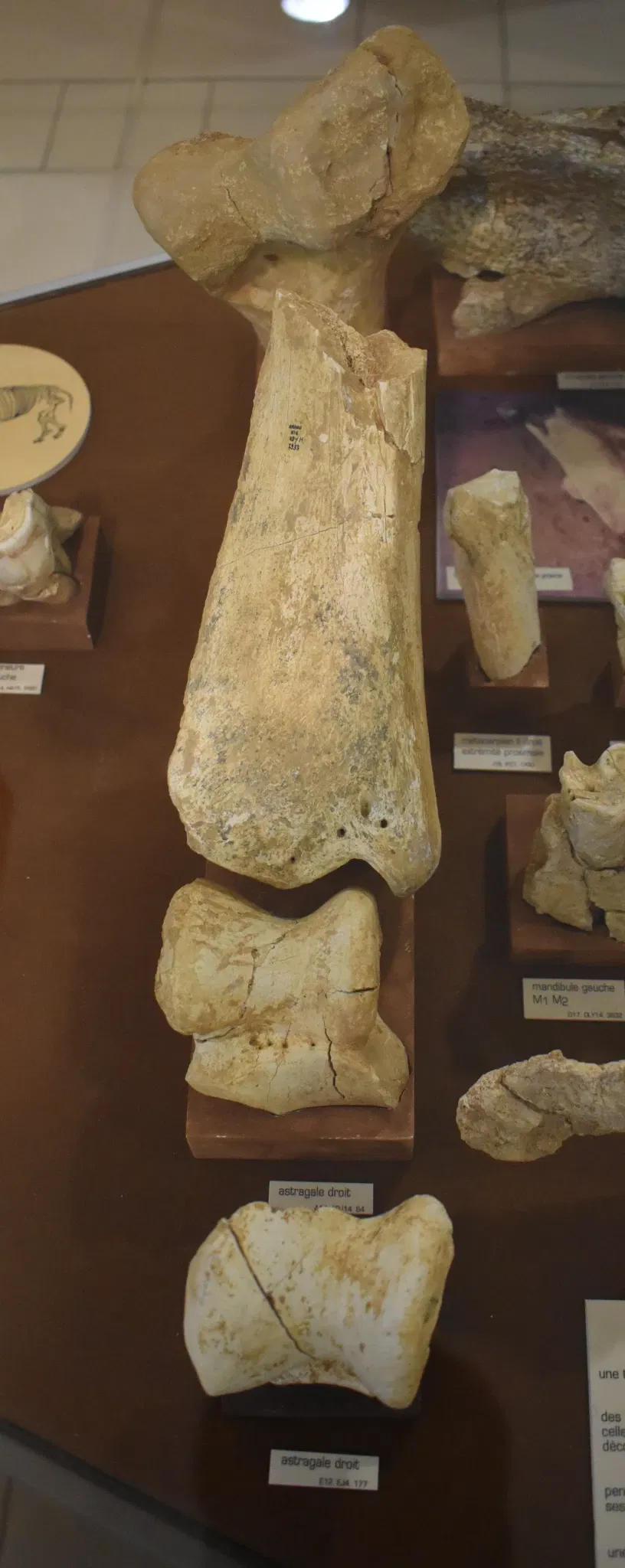 Musée de Préhistoire de Tautavel