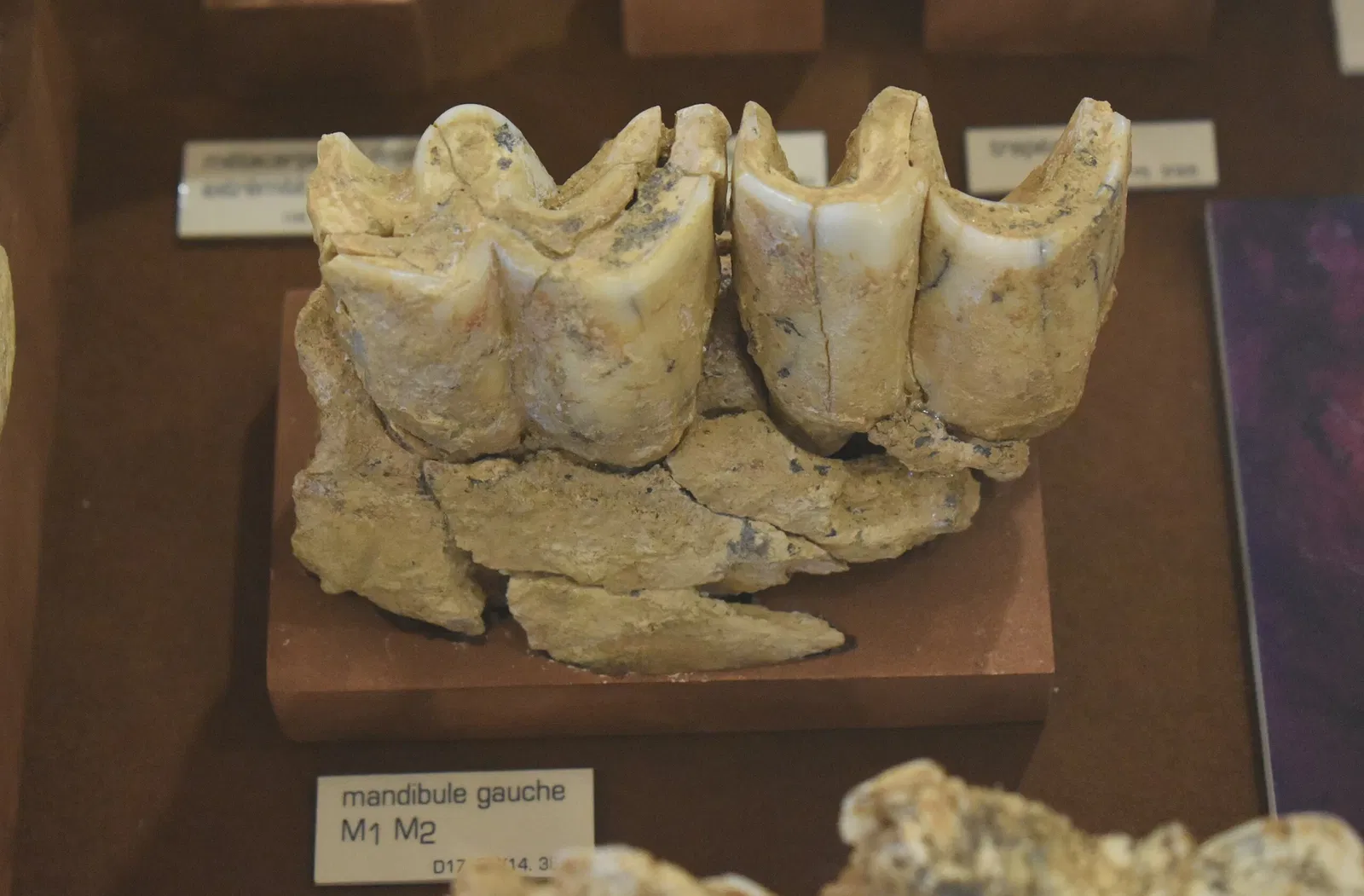 Museum of Préhistory Tautavel