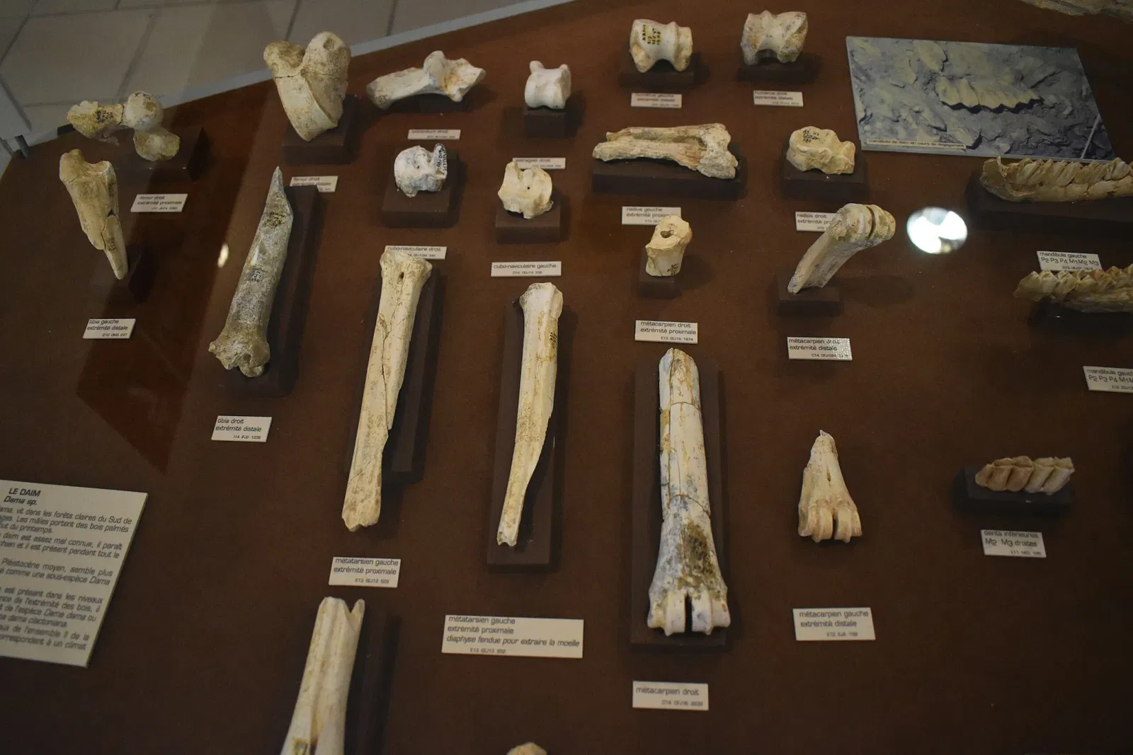 Musée de Préhistoire de Tautavel