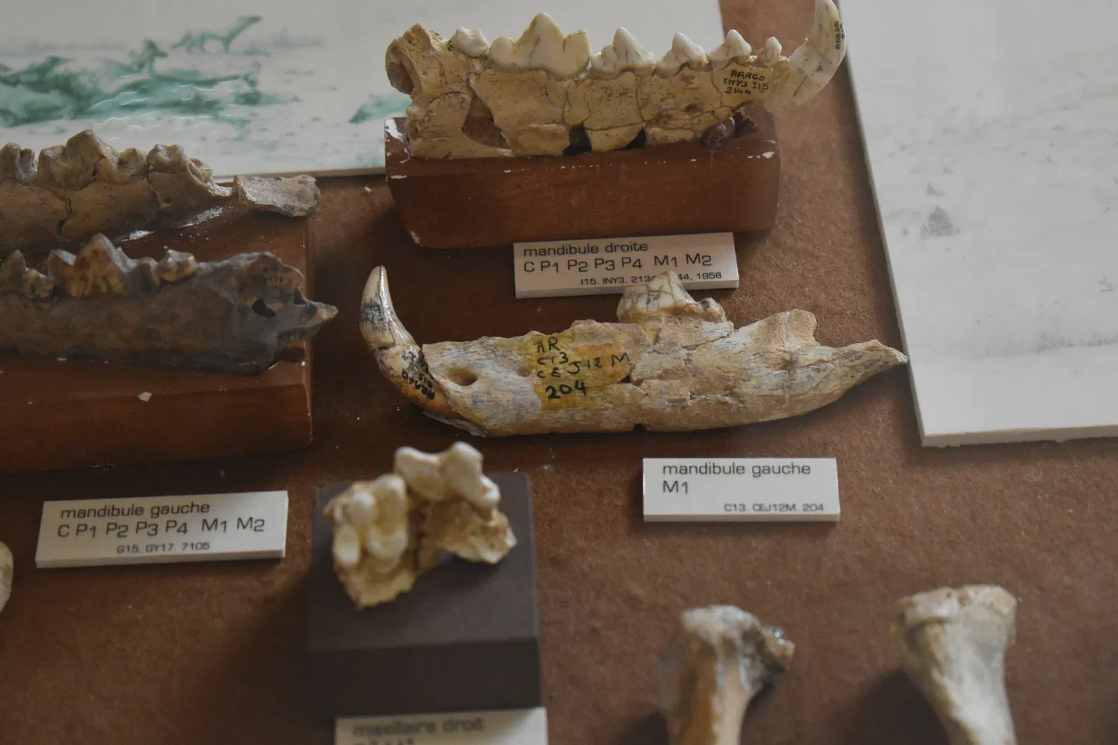 Musée de Préhistoire de Tautavel