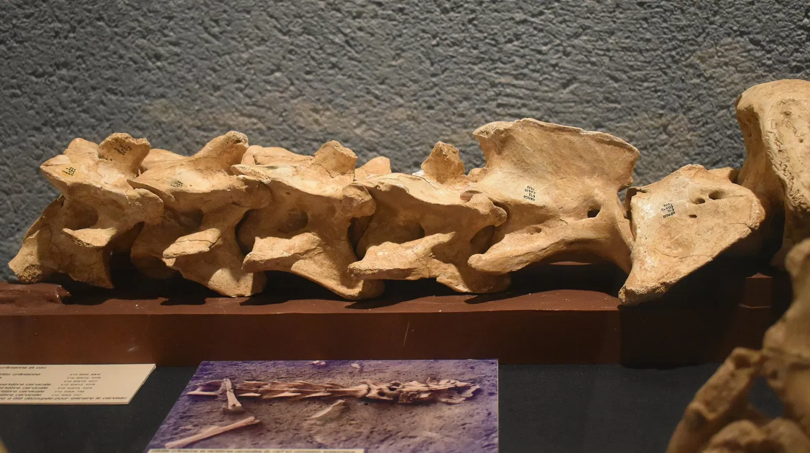 Museum of Préhistory Tautavel