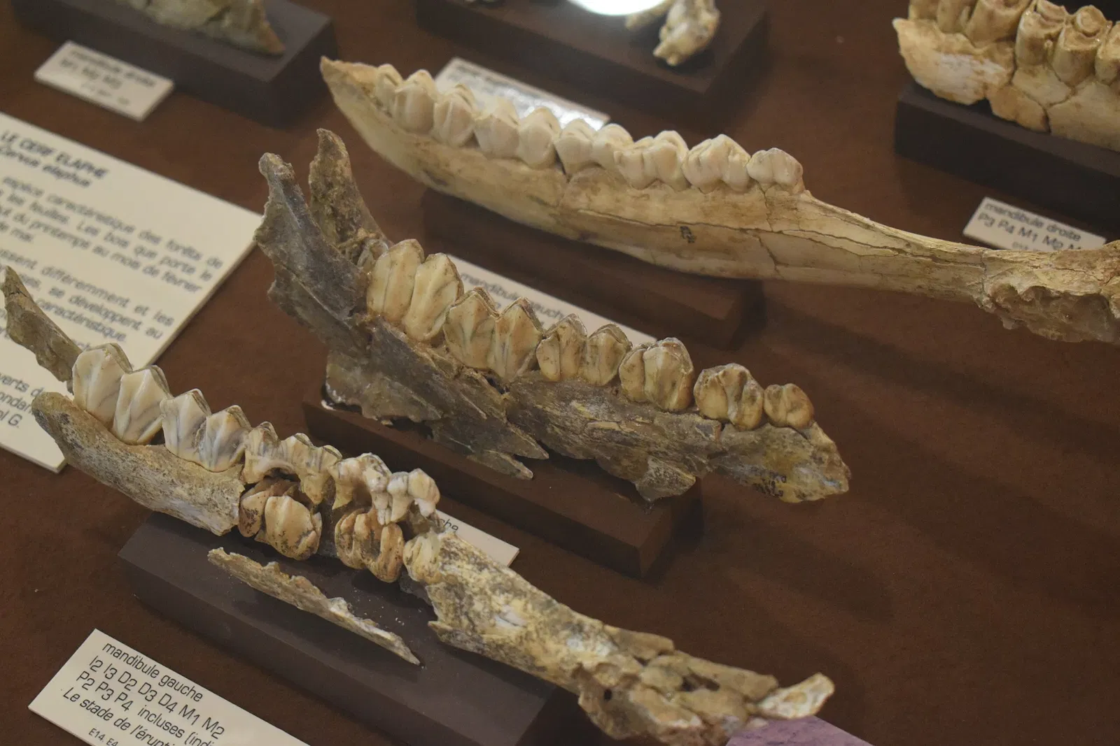 Musée de Préhistoire de Tautavel