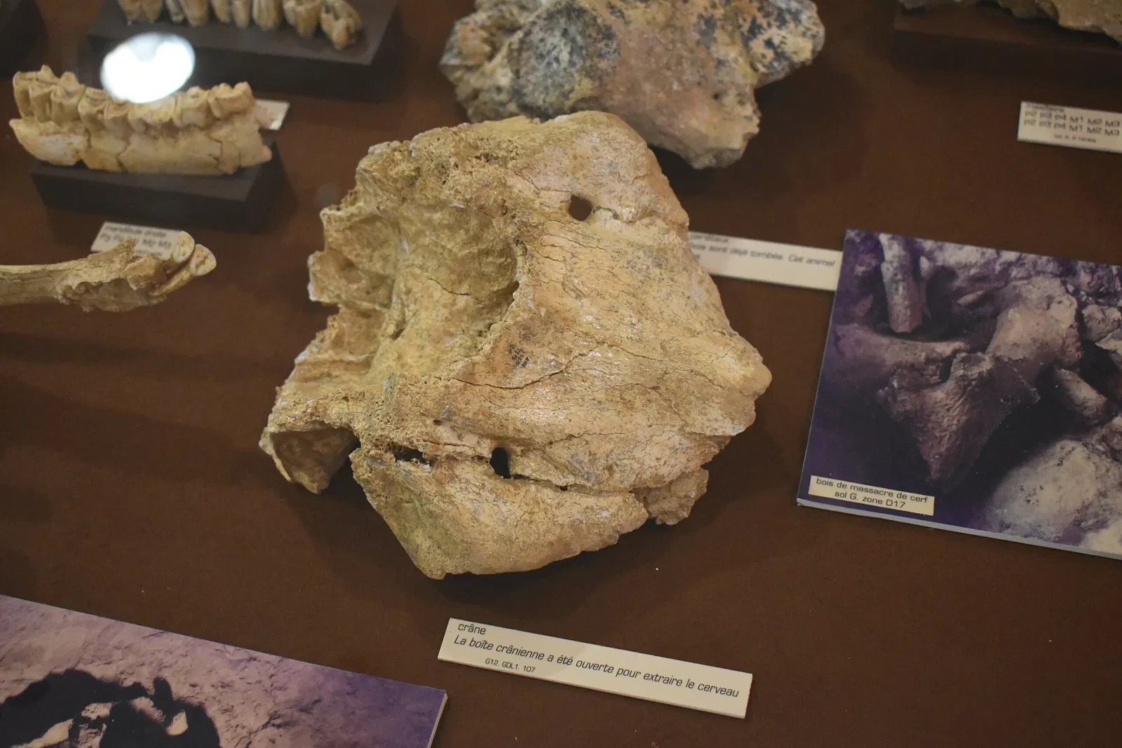 Museum of Préhistory Tautavel