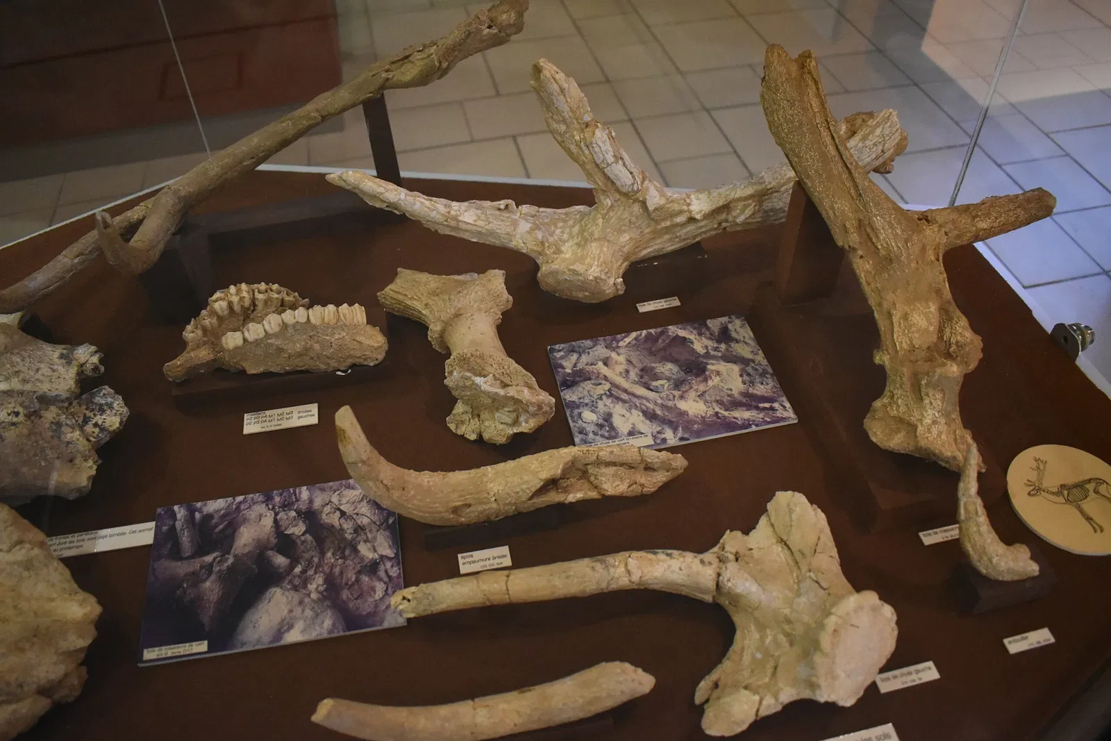 Musée de Préhistoire de Tautavel