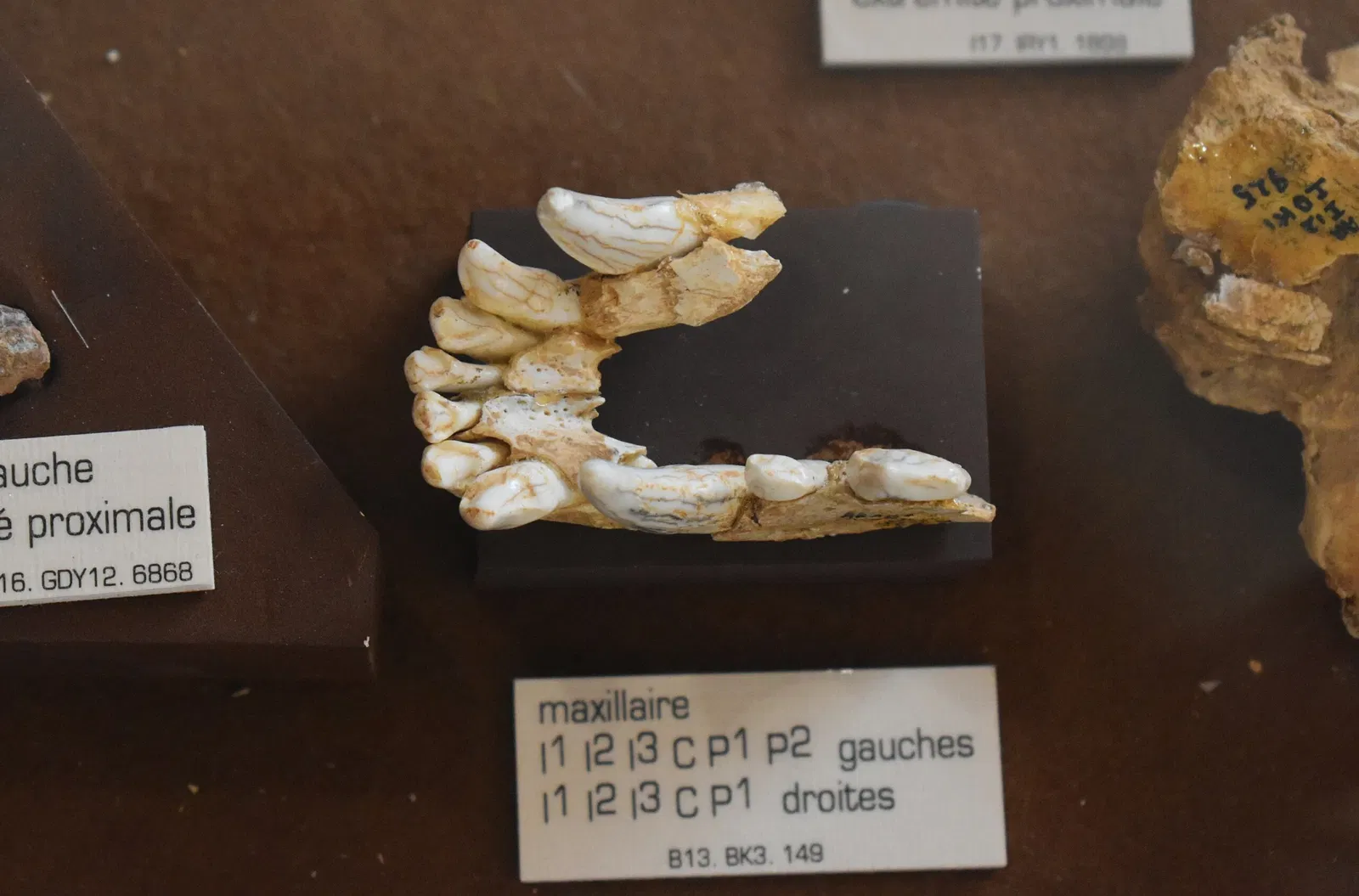 Museum of Préhistory Tautavel