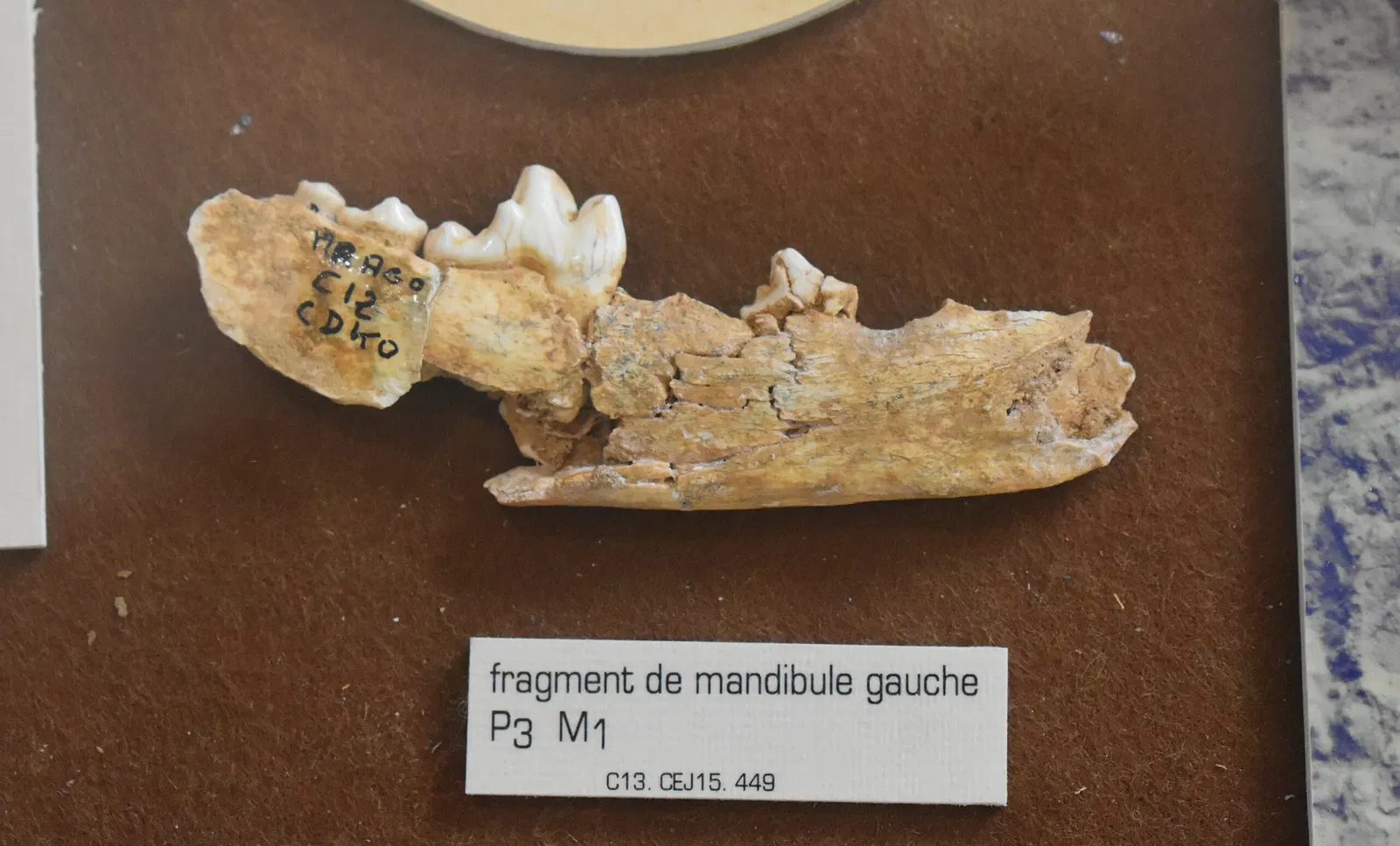 Museum of Préhistory Tautavel