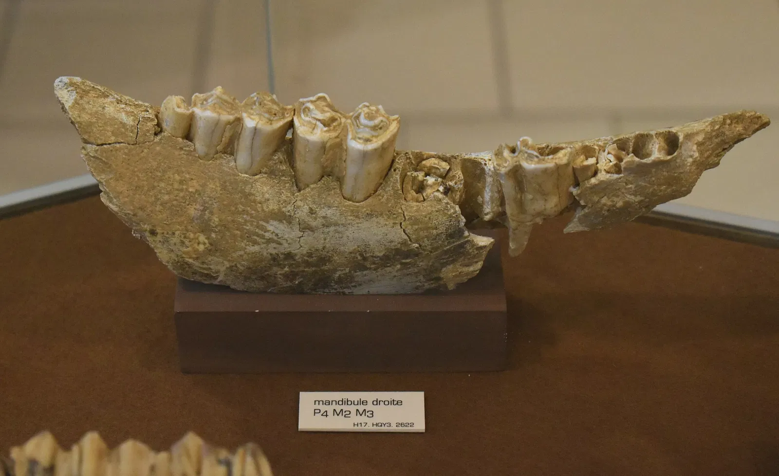 Musée de Préhistoire de Tautavel