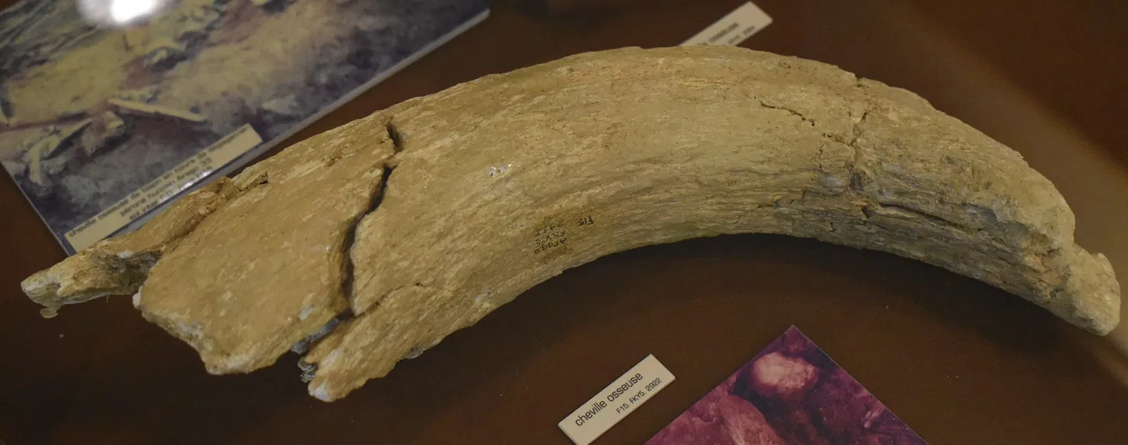 Musée de Préhistoire de Tautavel