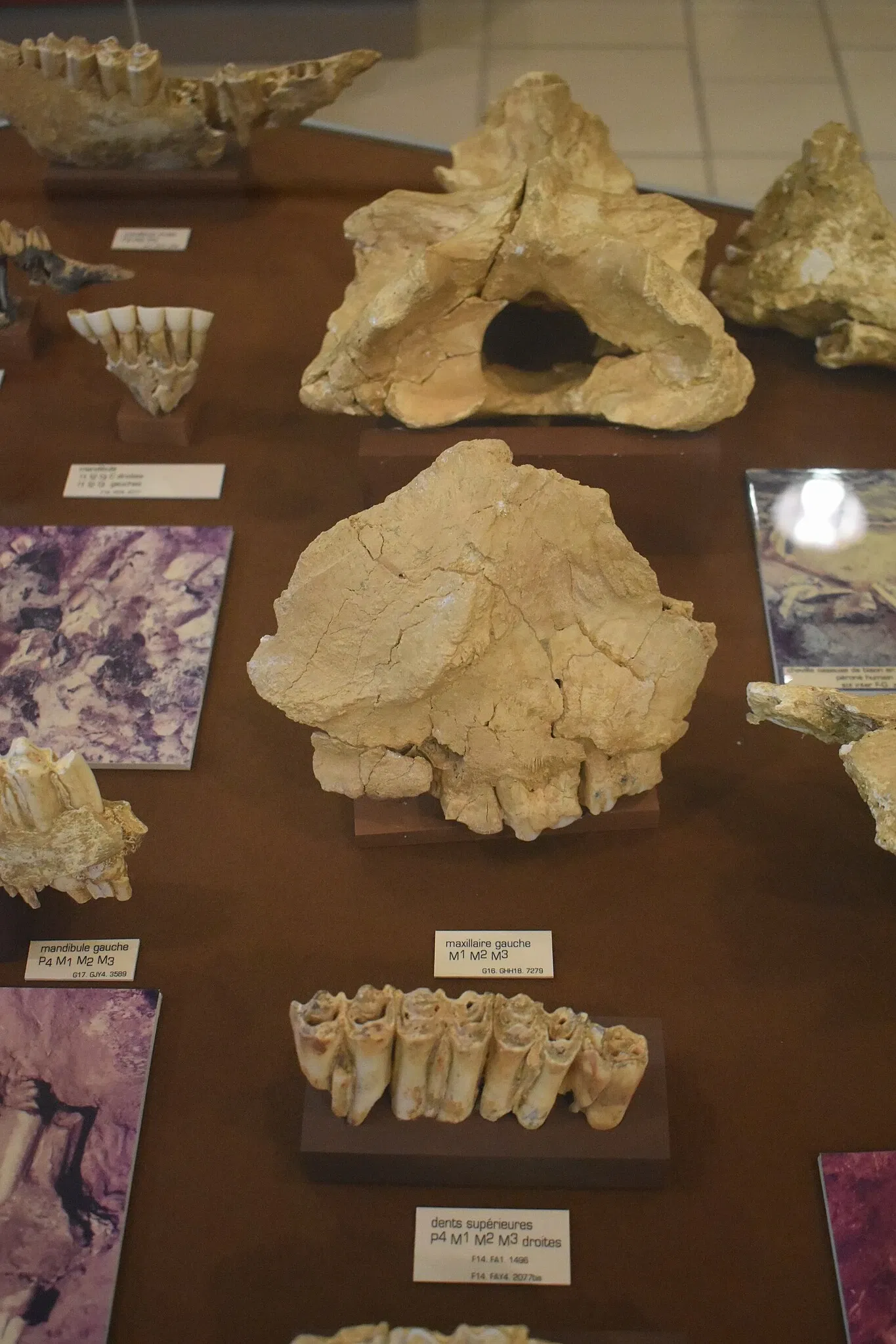 Musée de Préhistoire de Tautavel