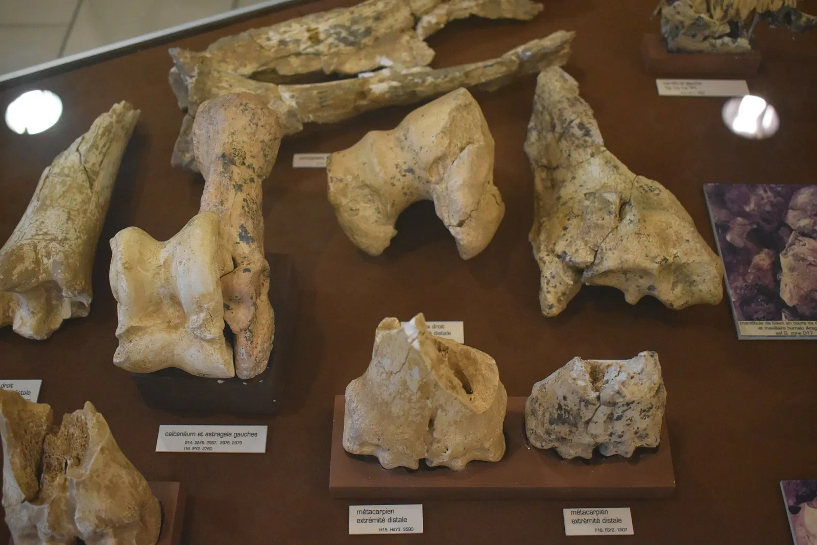 Museum of Préhistory Tautavel