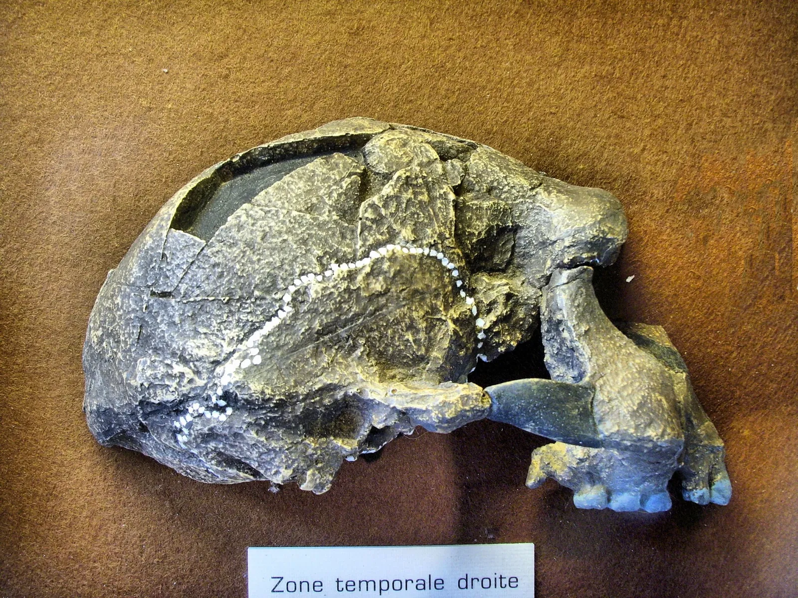 Musée de Préhistoire de Tautavel