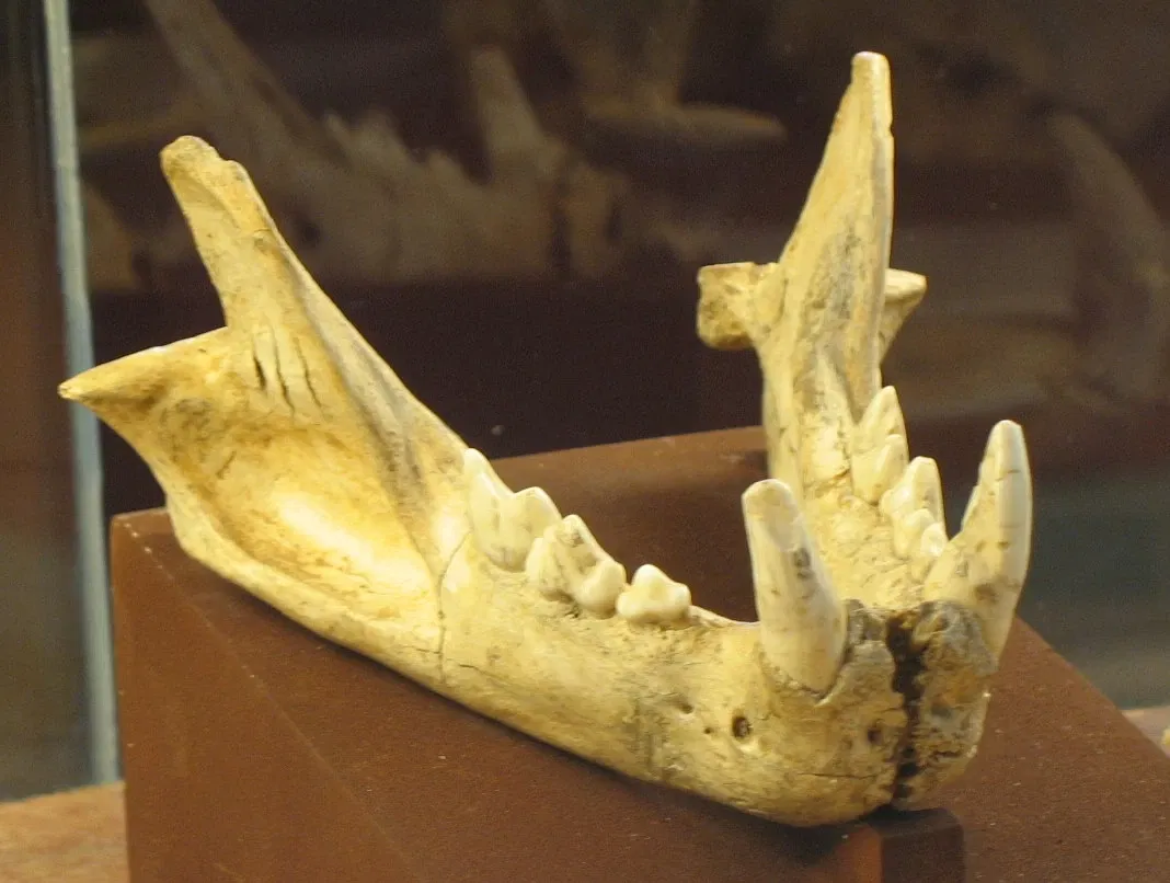 Musée de Préhistoire de Tautavel