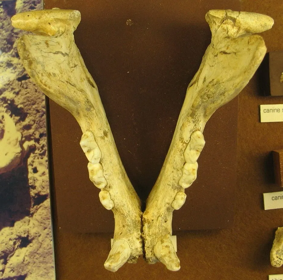 Museum of Préhistory Tautavel