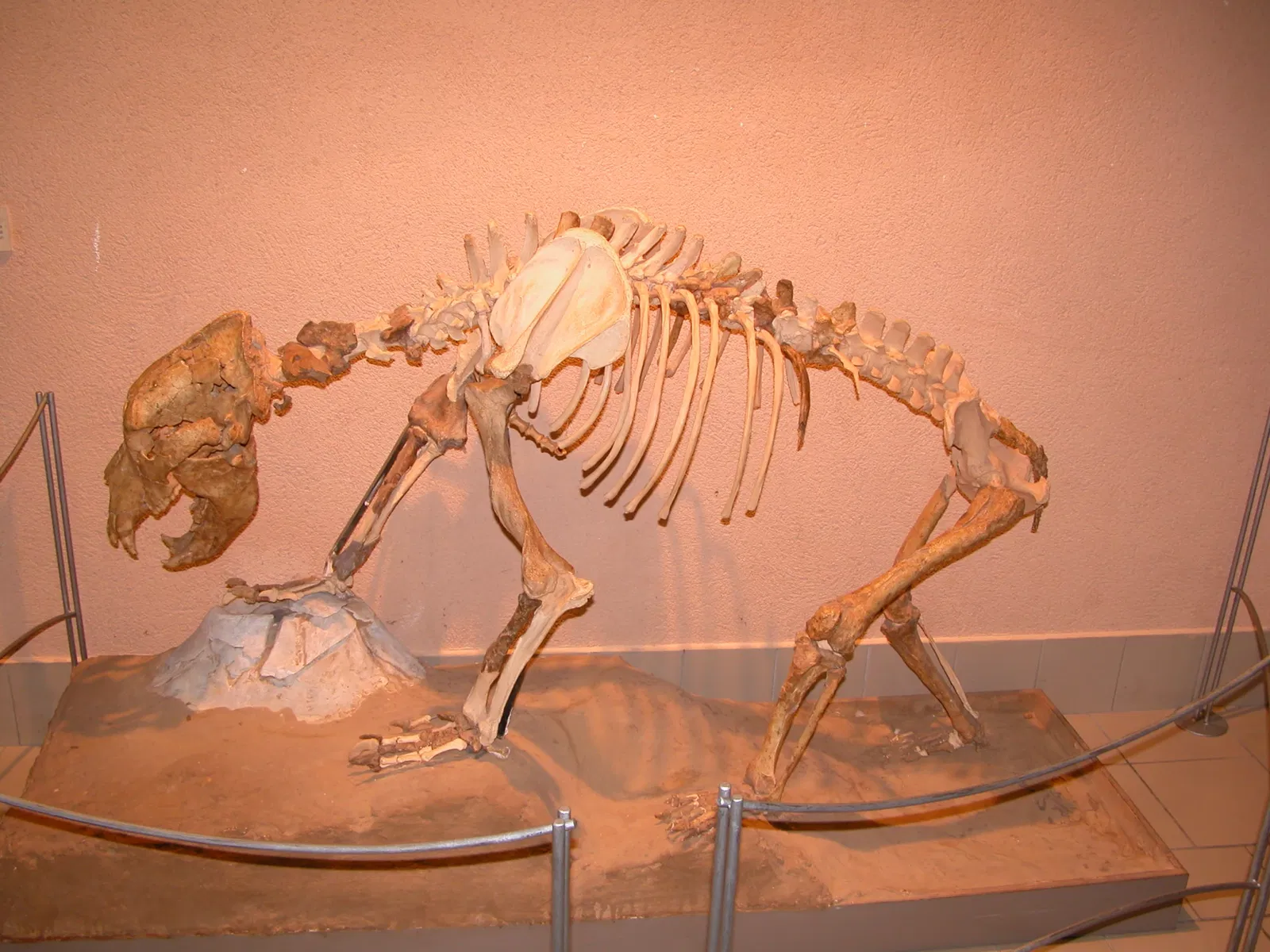 Museum of Préhistory Tautavel